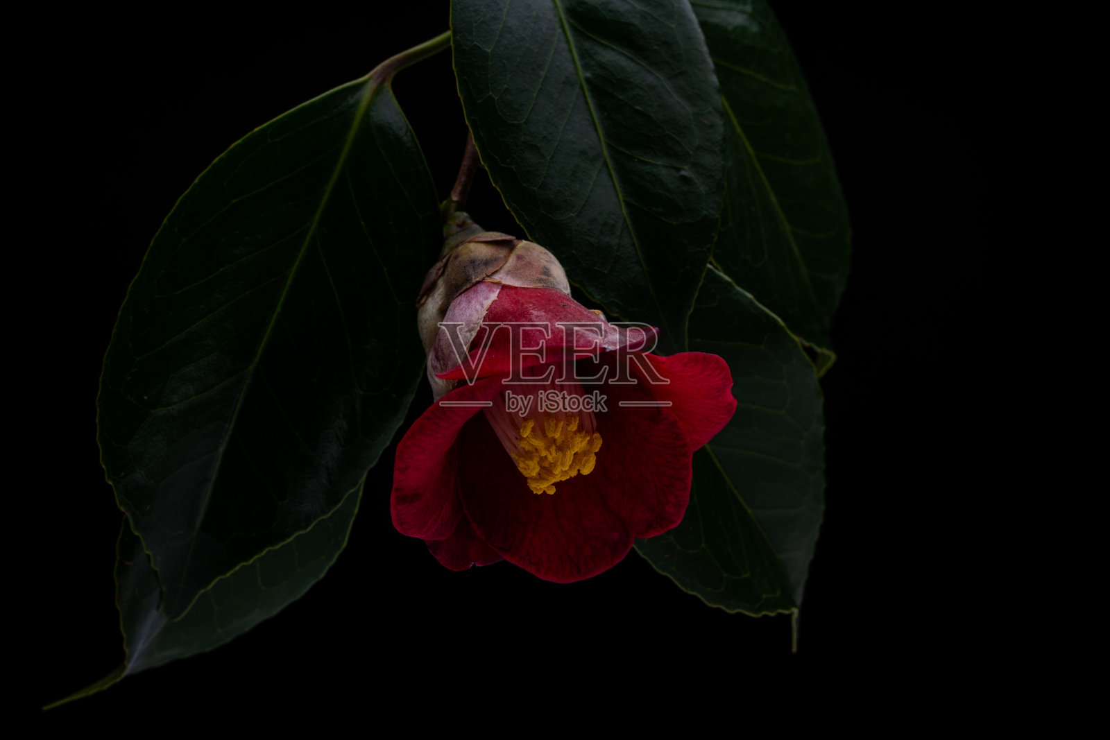 山茶花照片摄影图片