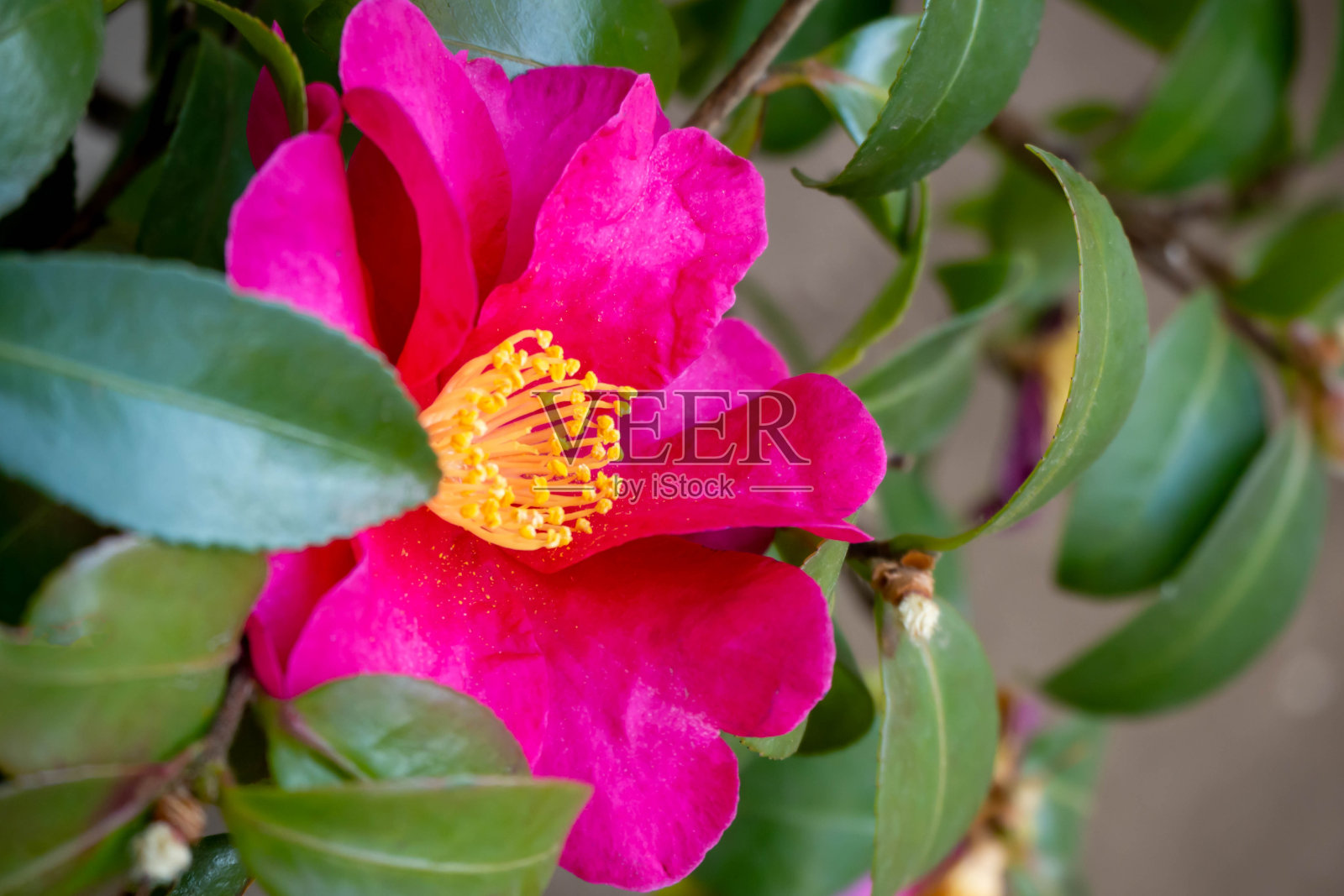 五彩缤纷的三仙花盛开照片摄影图片