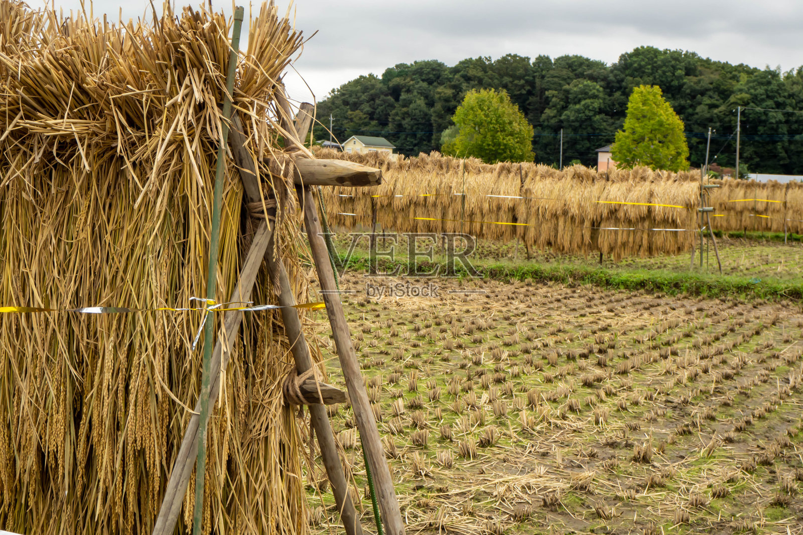 收割和晒干水稻的稻田照片摄影图片