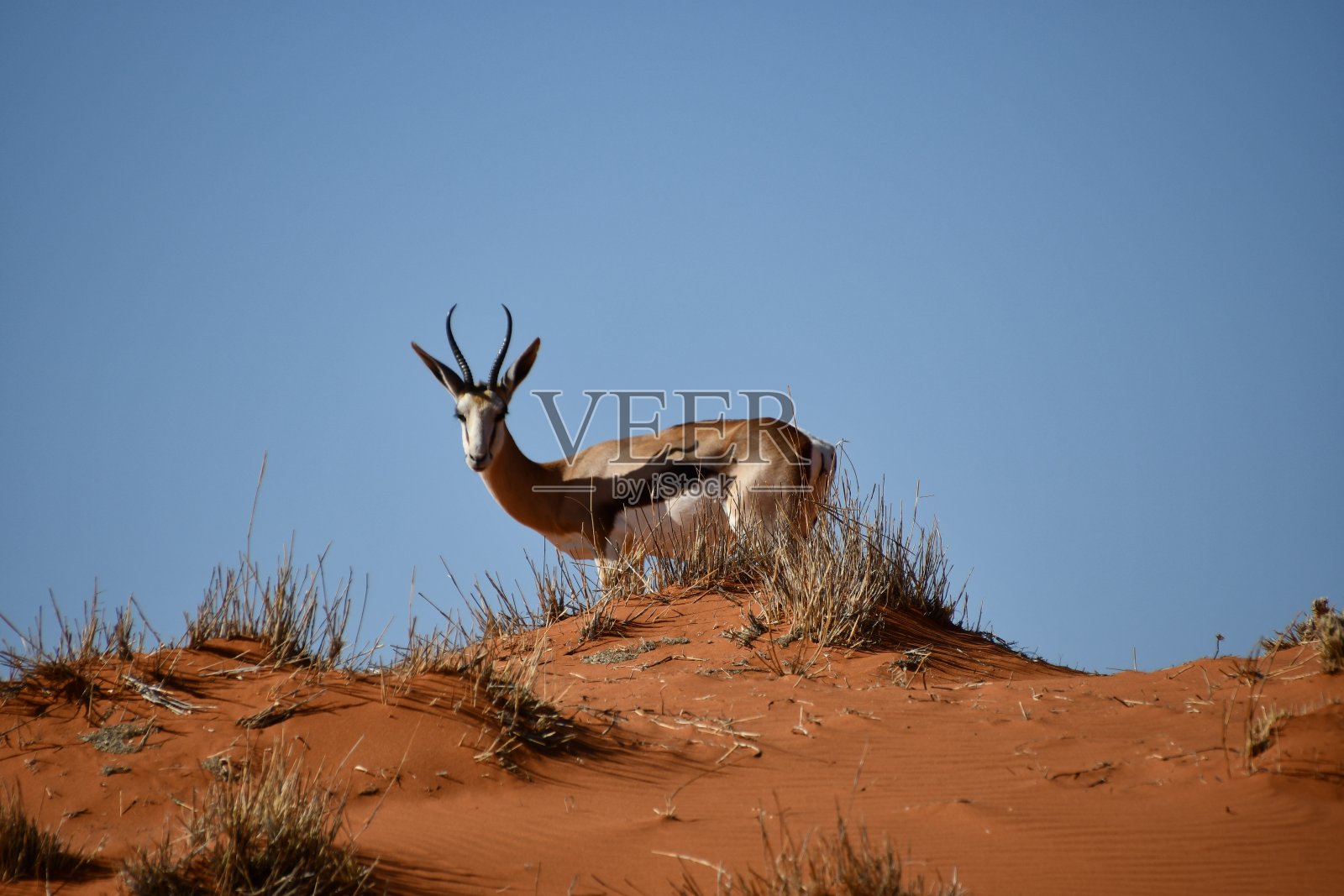 沙漠中的跳羚照片摄影图片