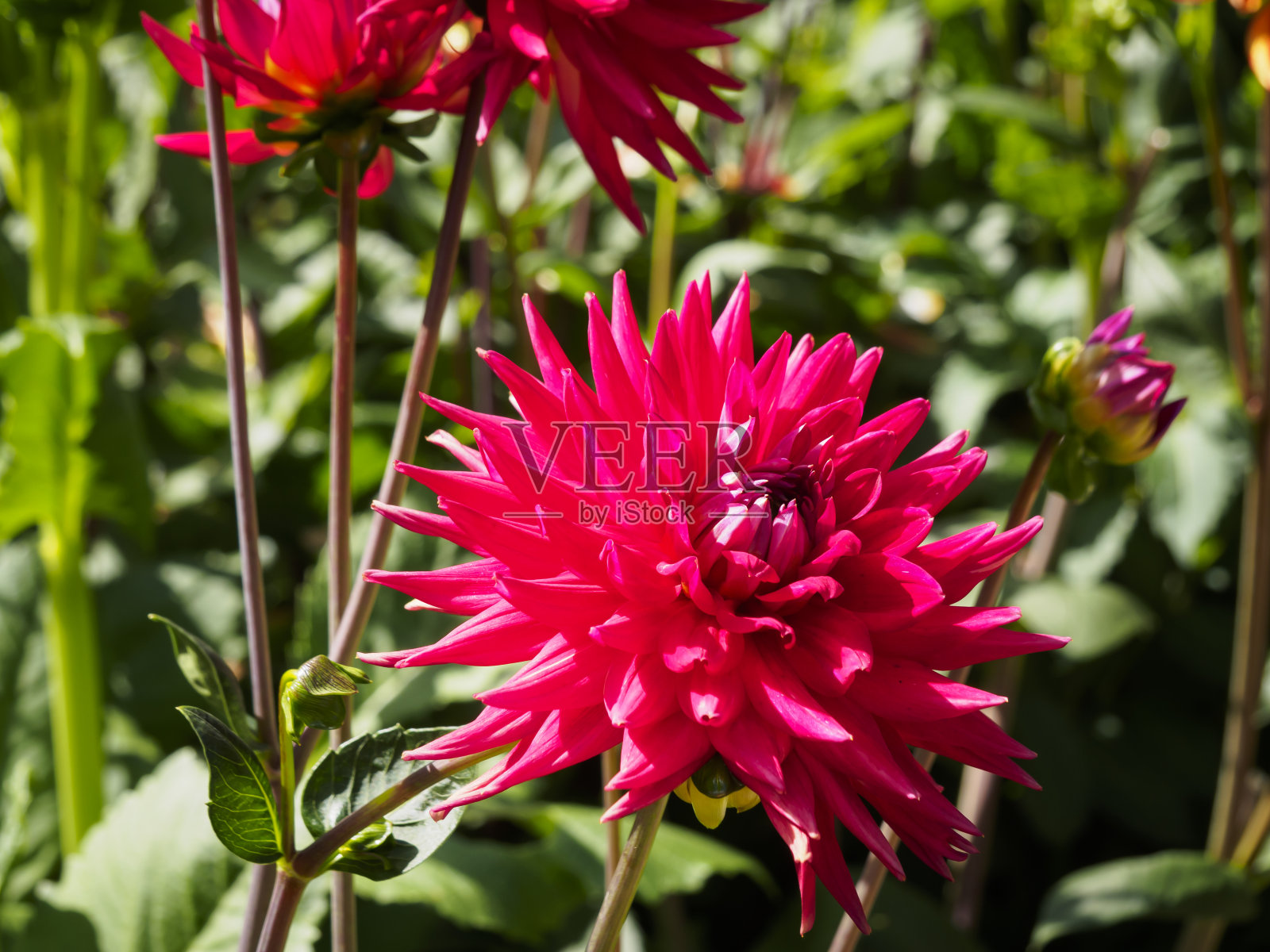 一个盛开的花蕾的红色尖半仙人掌大丽花的特写照片摄影图片