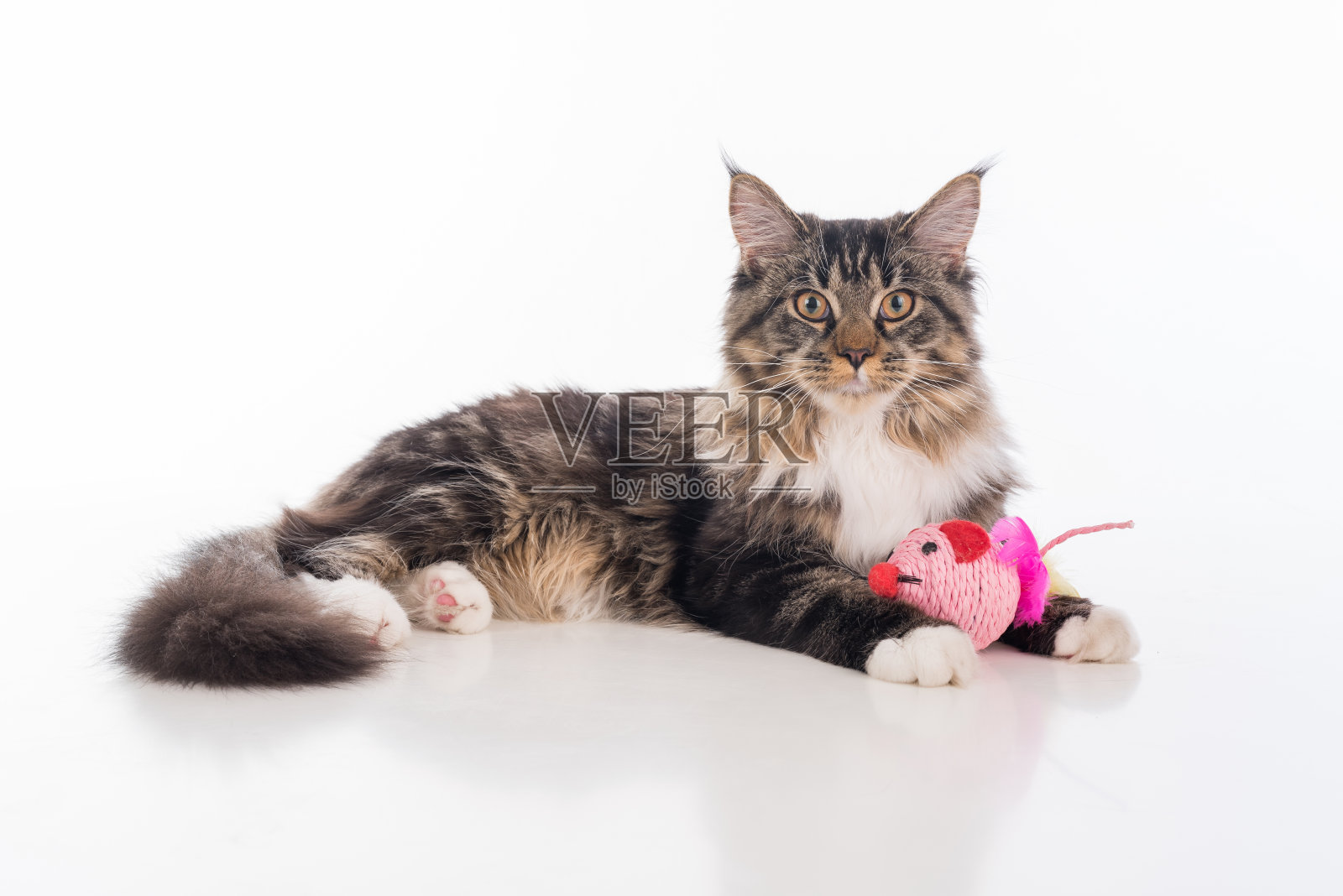 好奇的灰色缅因猫躺在白色的桌子上反射。白色背景。腿间的玩具。照片摄影图片