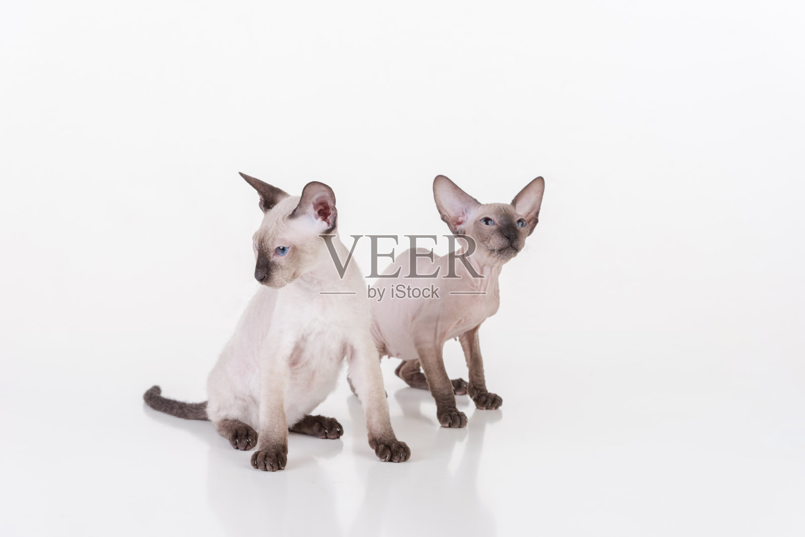 两只猫坐在白色的桌子上，有着白色的背景和倒影照片摄影图片