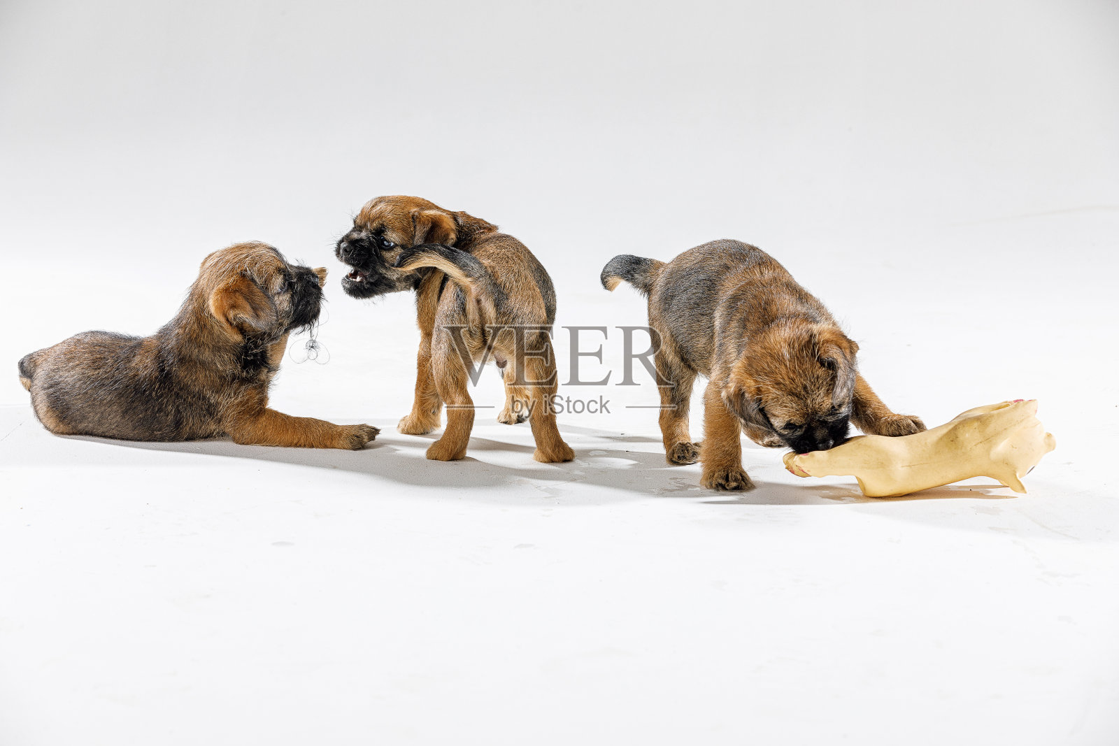 漂亮的小狗在白色的背景上玩耍照片摄影图片