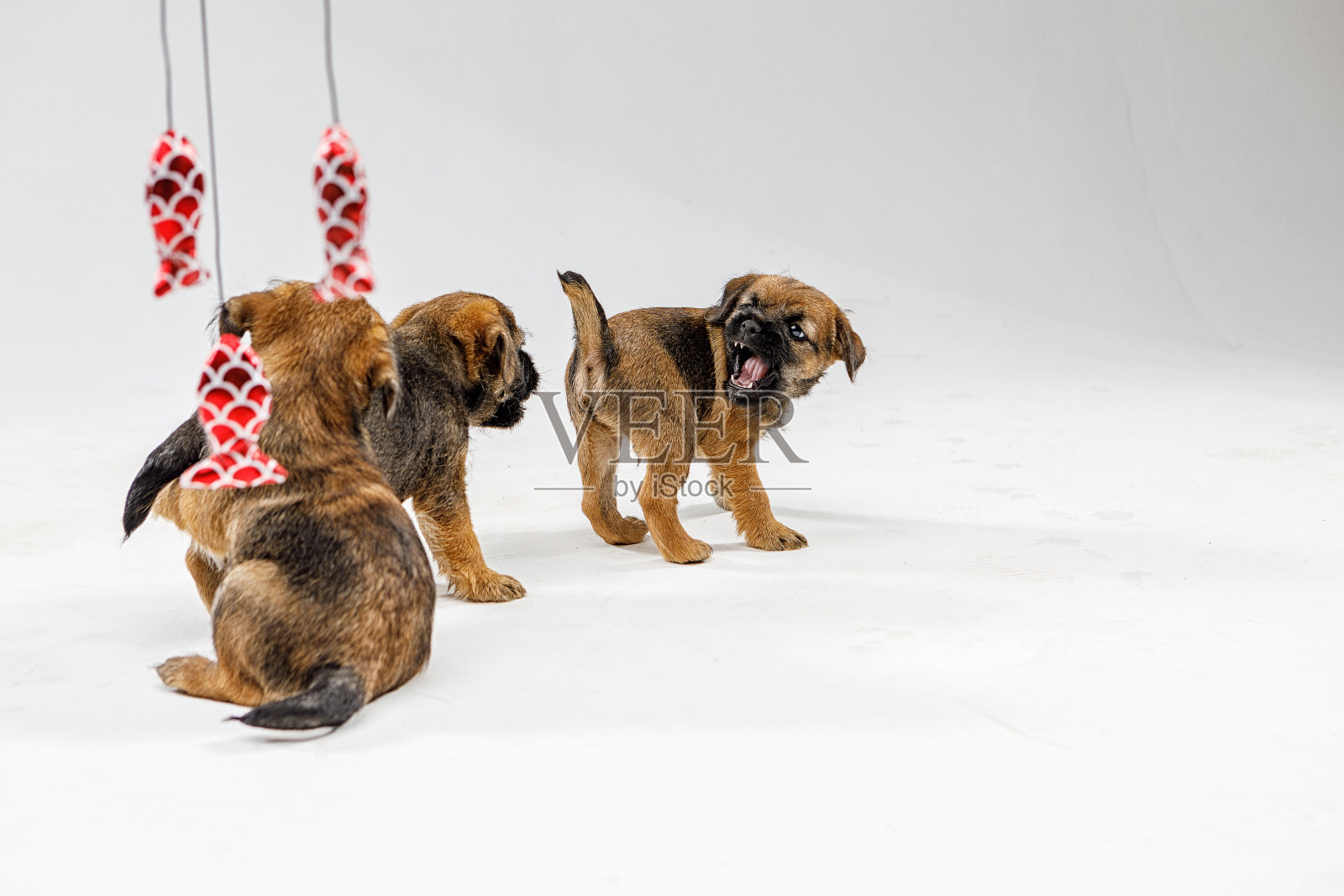 漂亮的小狗在白色的背景上玩耍照片摄影图片