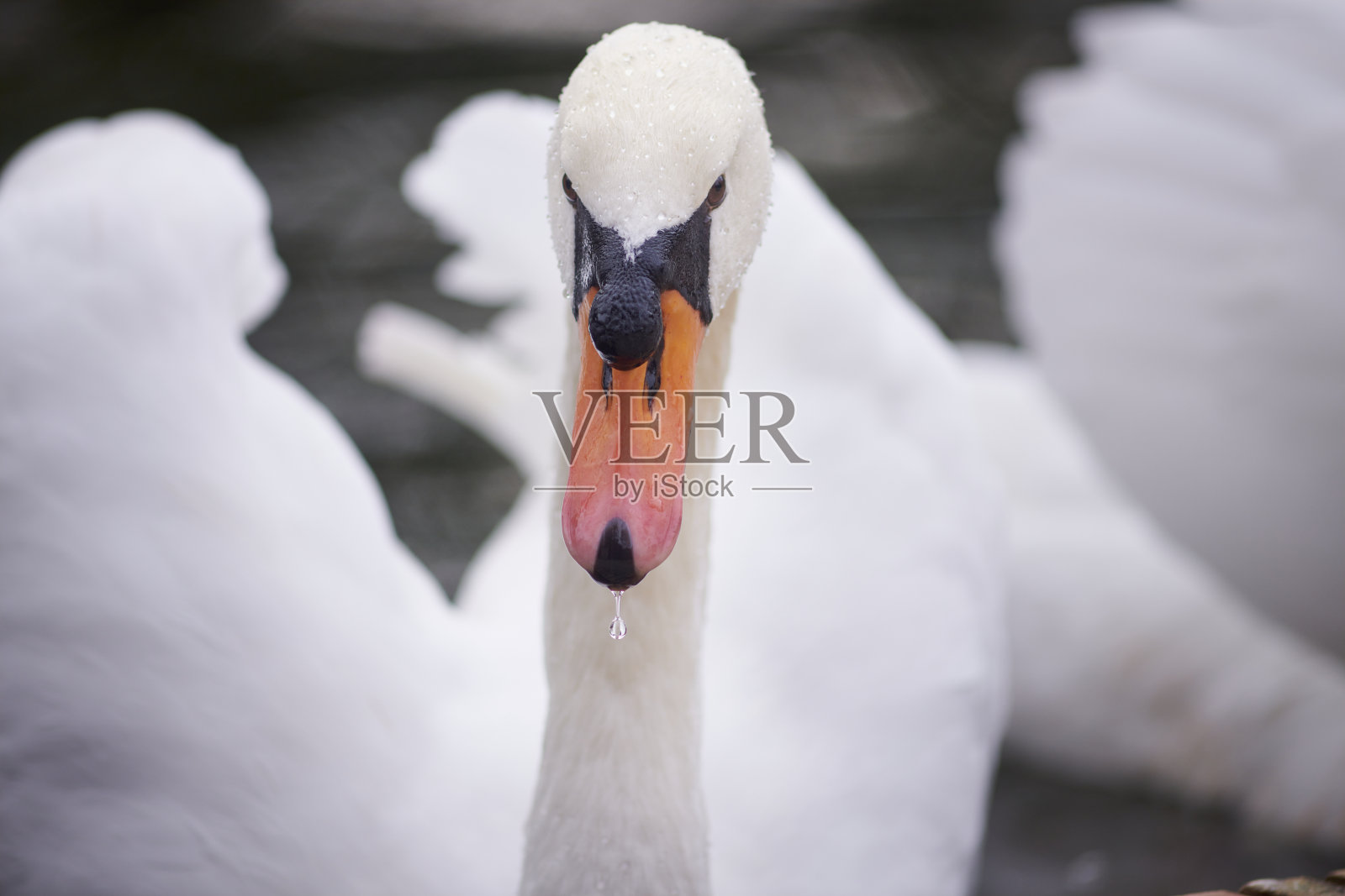 天鹅的画像照片摄影图片