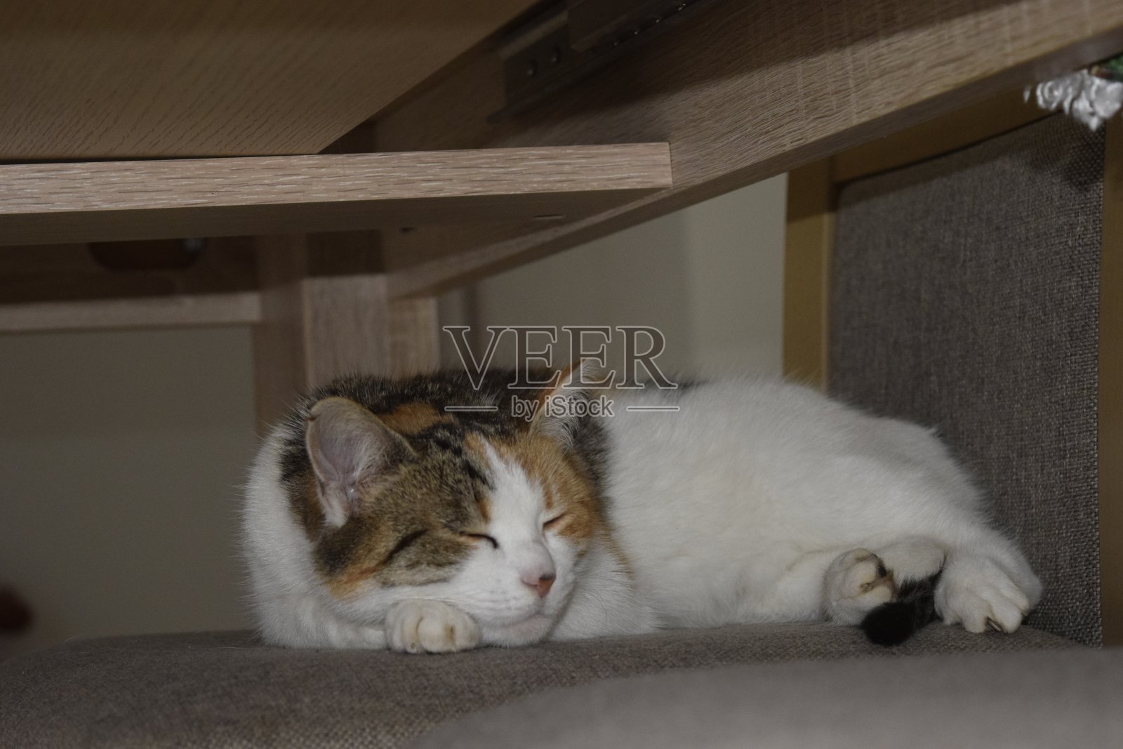 猫睡觉的照片照片摄影图片