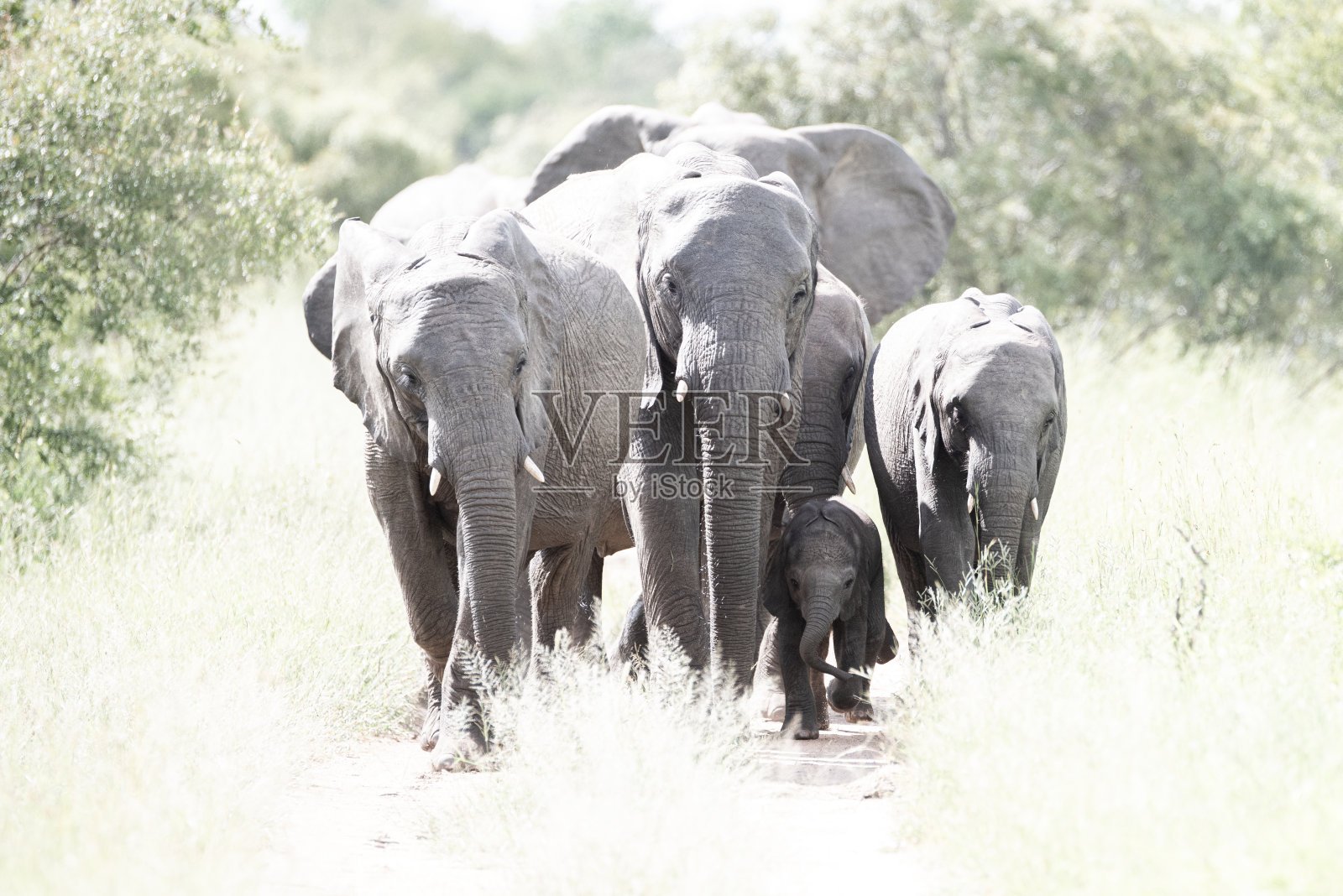 保护新生儿的非洲象群照片摄影图片