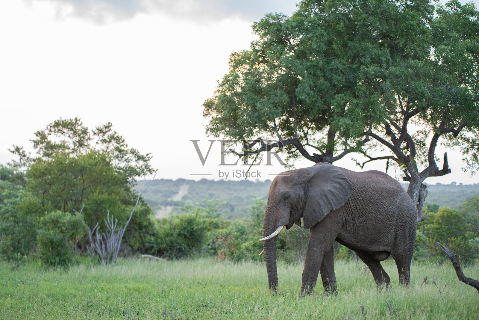 野生非洲象照片摄影图片