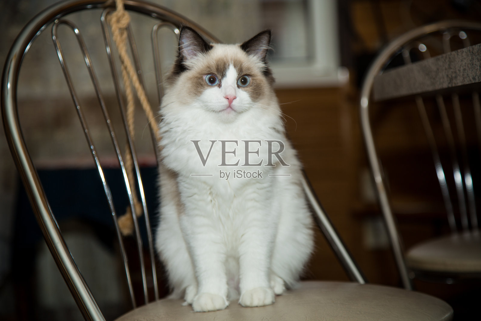 年轻美丽的纯种布娃娃猫在家照片摄影图片