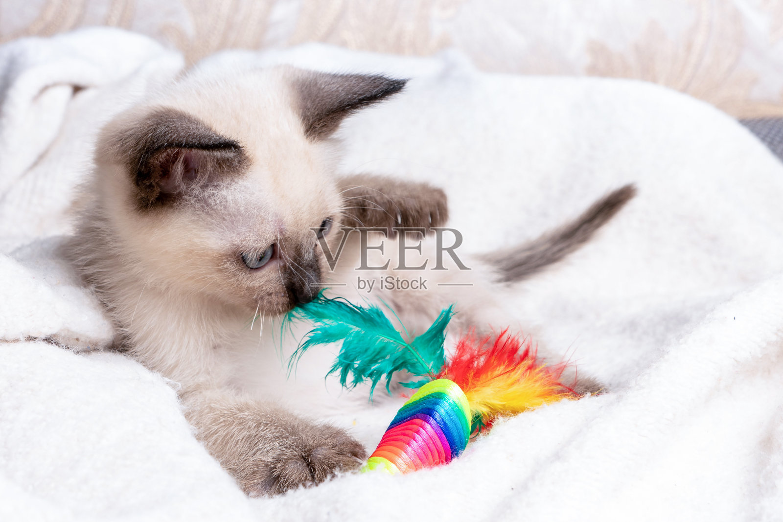 暹罗猫玩。蓝色眼睛的泰国小猫照片摄影图片