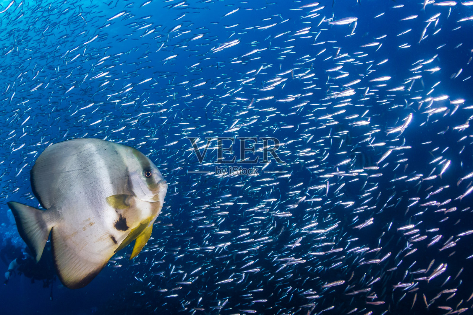 蝙蝠鱼(spafish)和一群较小的鱼在蓝色的水上面的热带珊瑚礁照片摄影图片