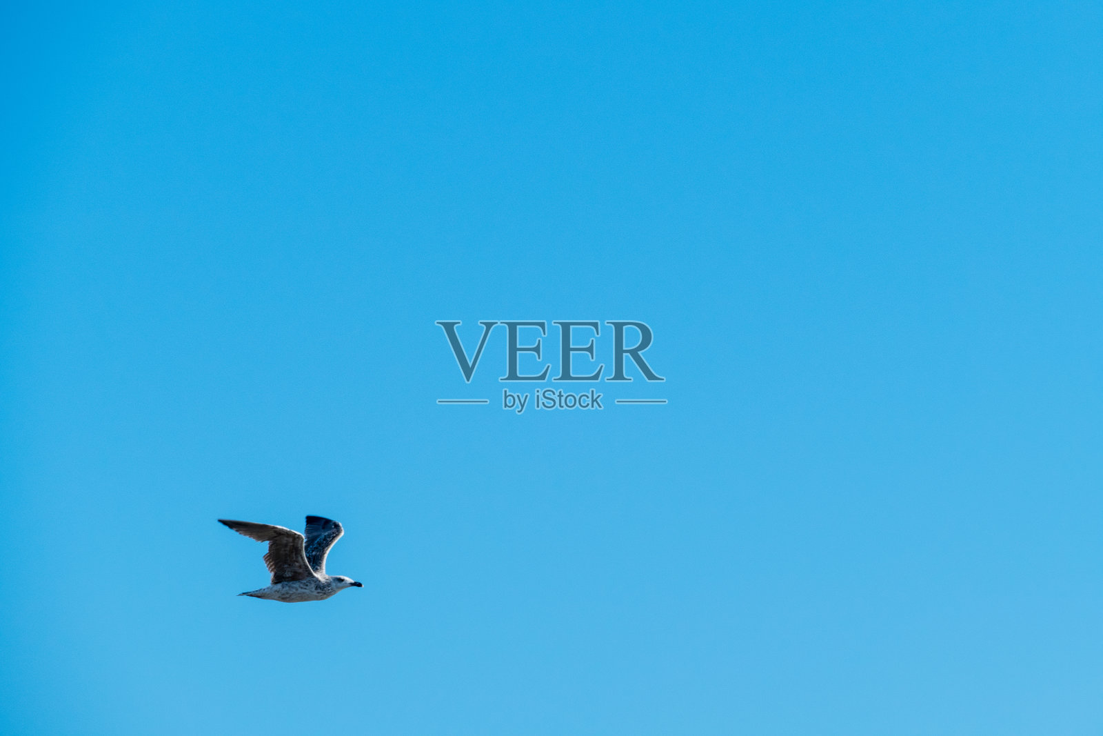 海鸥在蓝天上飞翔照片摄影图片