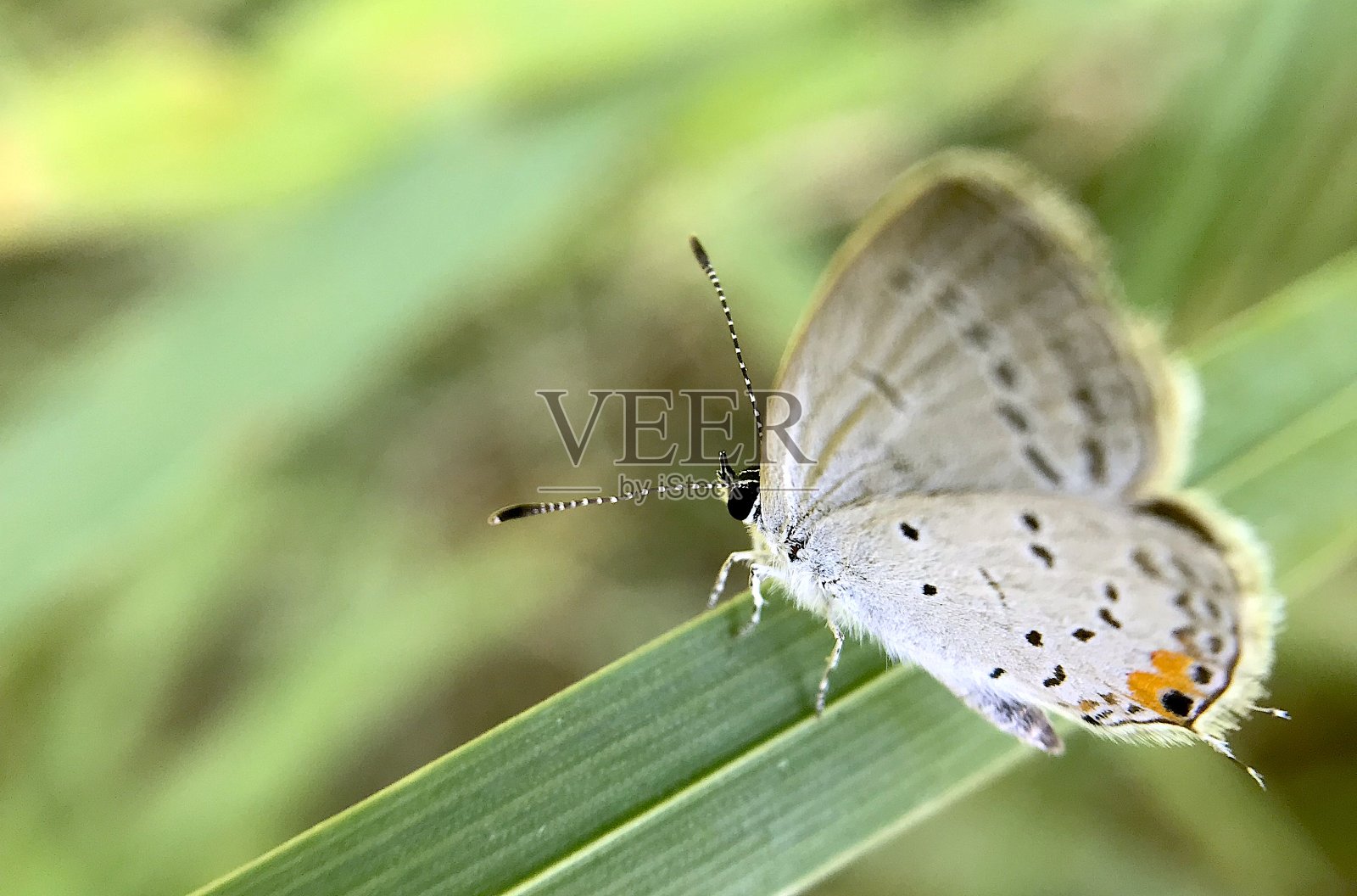 灰色细纹蝴蝶微距照片摄影图片