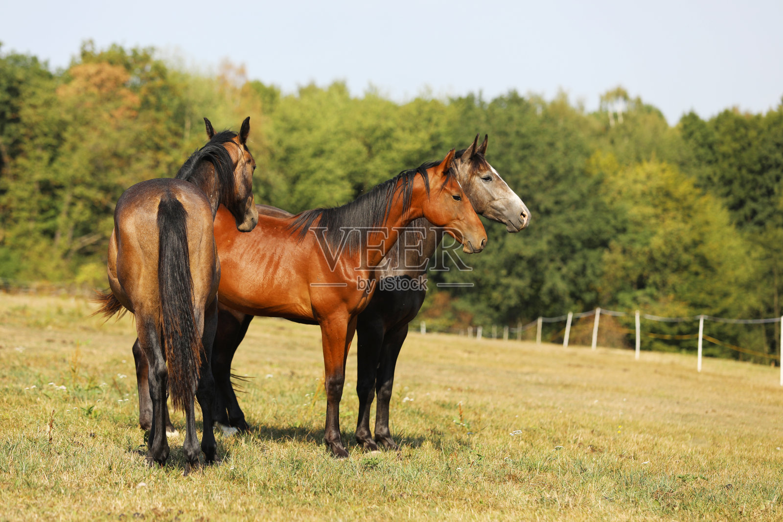 炎炎夏日，三头年轻的公马在牧场上。用于跳跃运动的马照片摄影图片