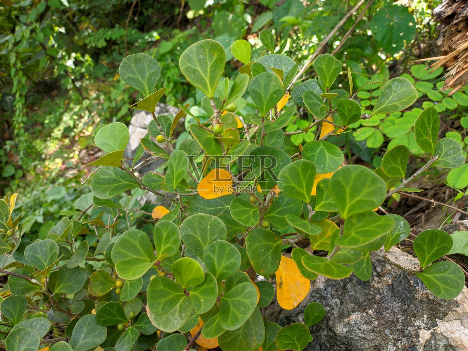 Tabat Barito Plant (Ficus Del Aptoidea Var Kunstleri)野生生长在加里曼丹的山区照片摄影图片