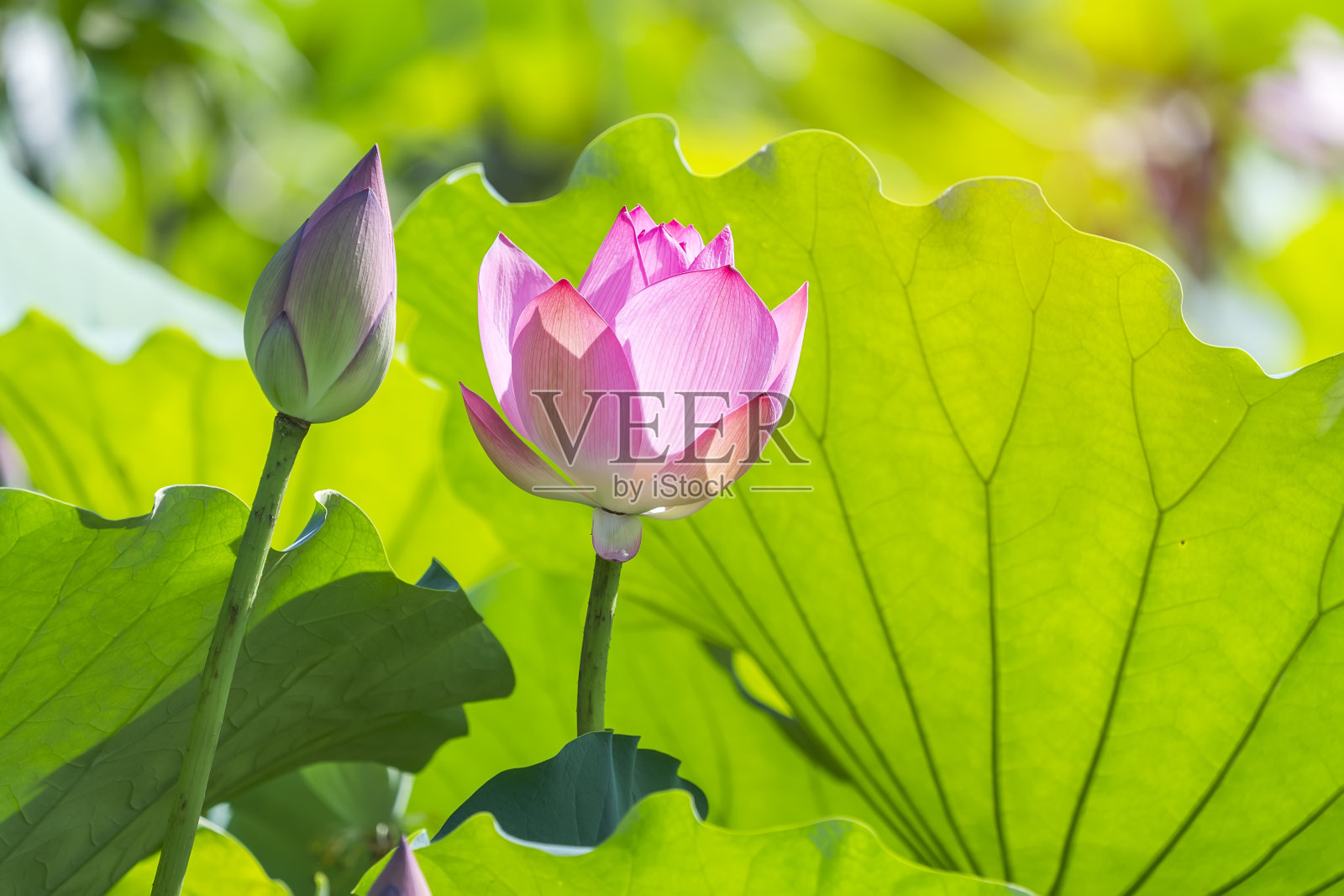 绿叶中有粉红色的荷花照片摄影图片