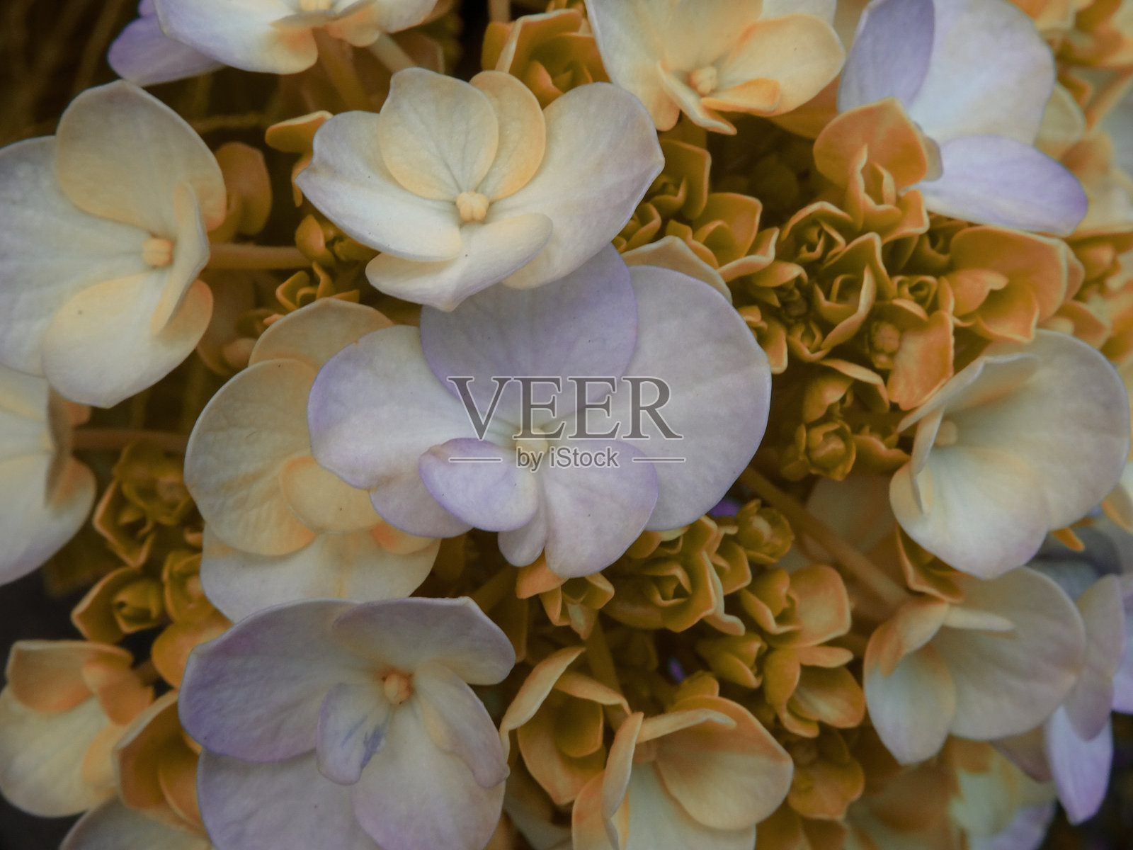 黄色的叶和花照片摄影图片