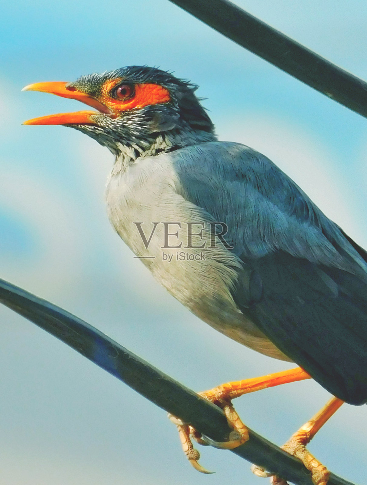 小鸟坐在电线上，摆姿势拍照，模糊的天蓝色背景照片摄影图片