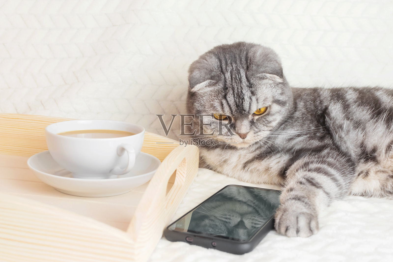 灰条纹苏格兰折耳猫照片摄影图片