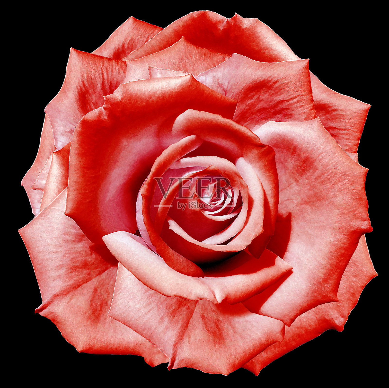 红玫瑰的花。花孤立在黑色背景上。裁剪路径没有阴影。特写镜头。大自然。照片摄影图片