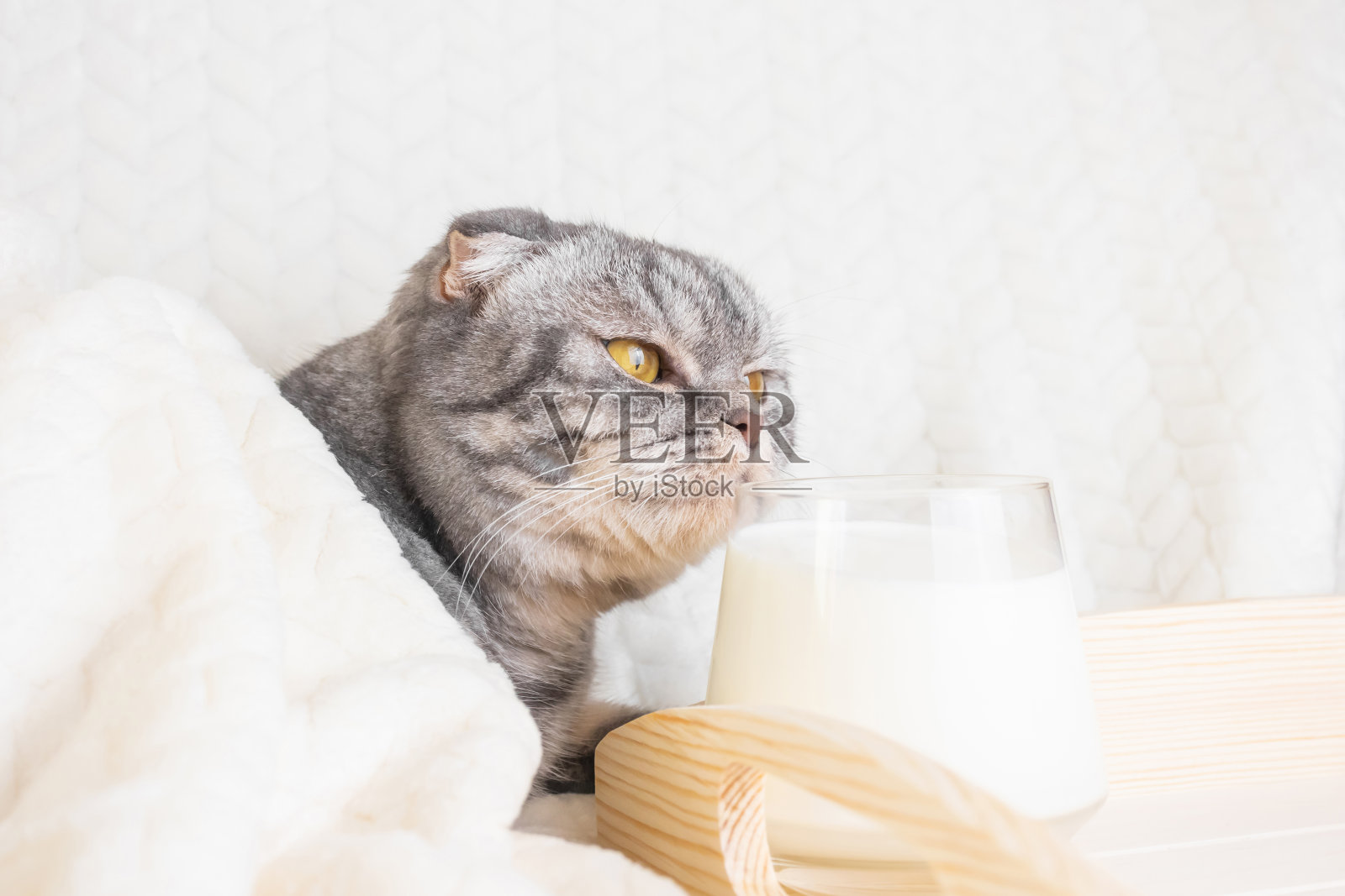 灰条纹苏格兰折耳猫照片摄影图片