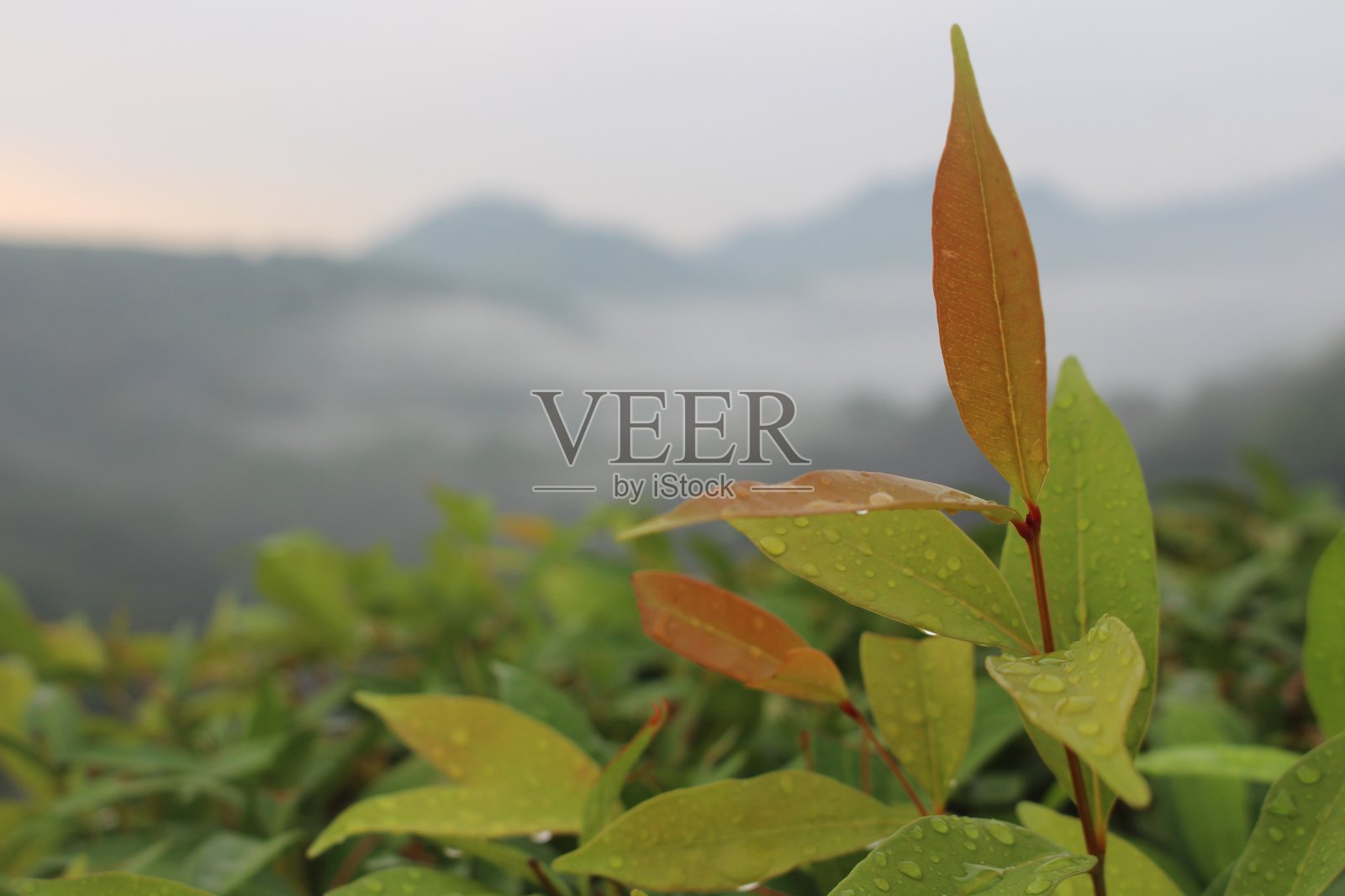 沃罗若水库的树叶和晨露照片摄影图片