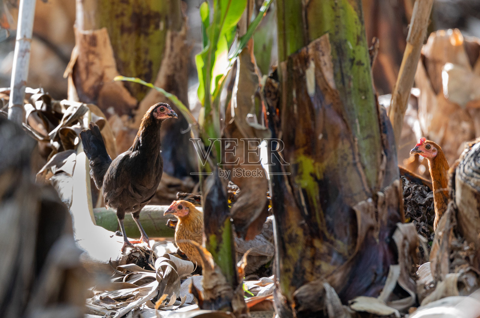 鸡照片摄影图片