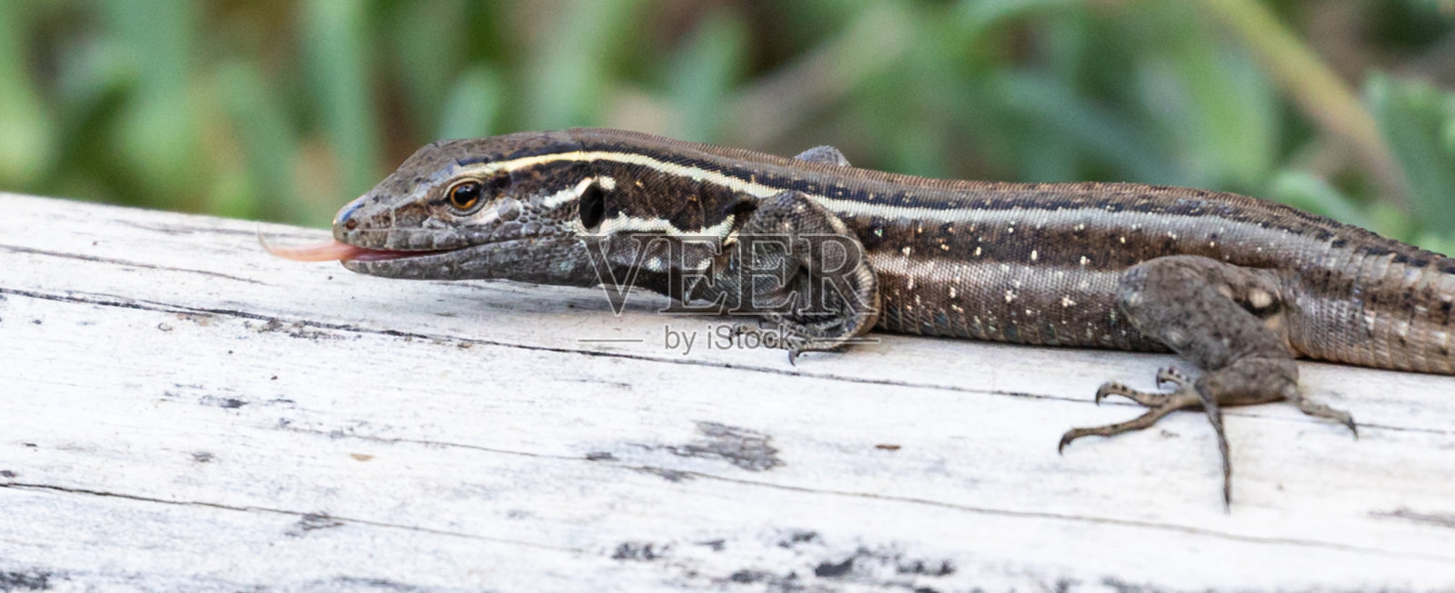 加那利群岛的蜥蜴照片摄影图片
