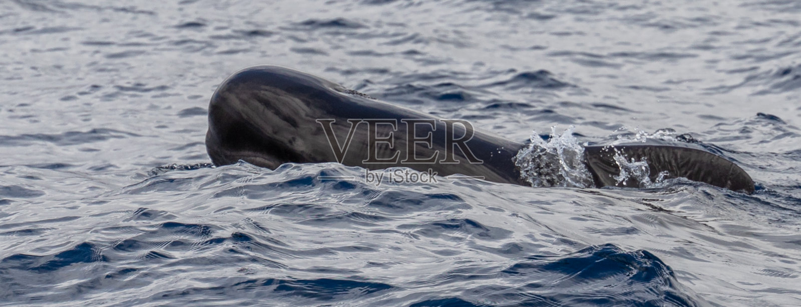 领航鲸照片摄影图片