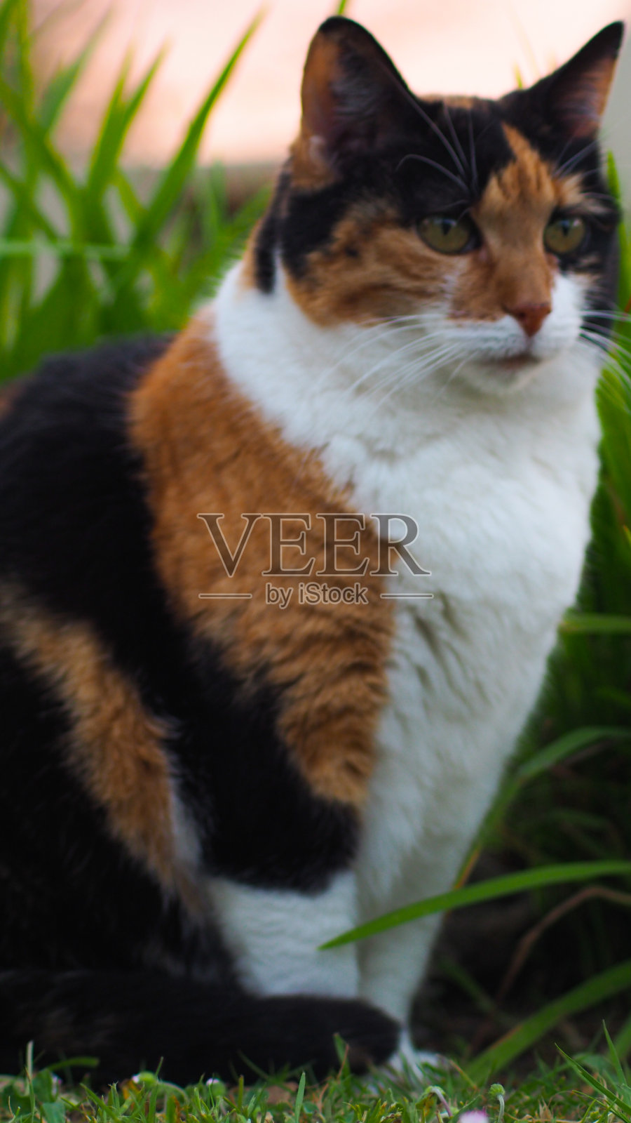 漂亮，坐在草坪上照片摄影图片