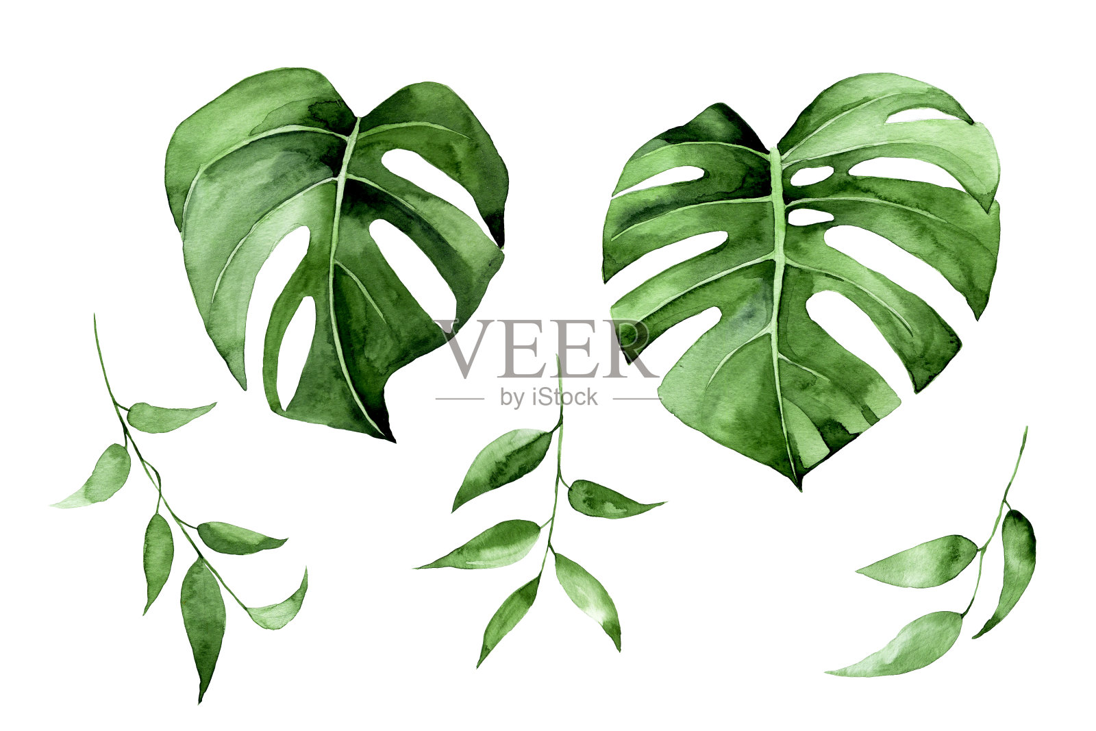 水彩插图。一套热带叶的绿色孤立在白色的背景。蓬莱蕉叶子,剪纸艺术插画图片素材