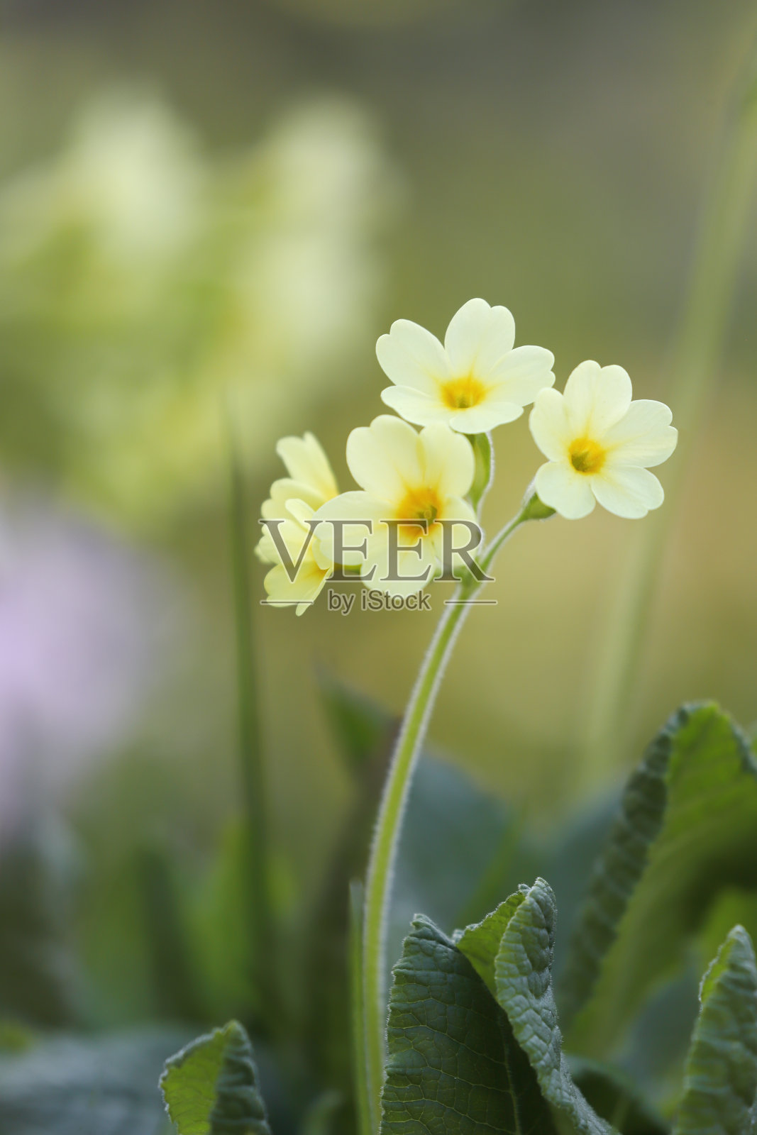 春天的报春花照片摄影图片