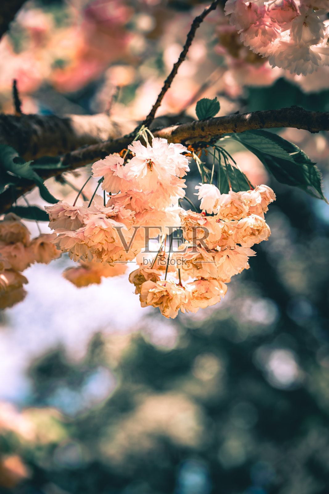 粉红色的樱花在春天的阳光下盛开照片摄影图片
