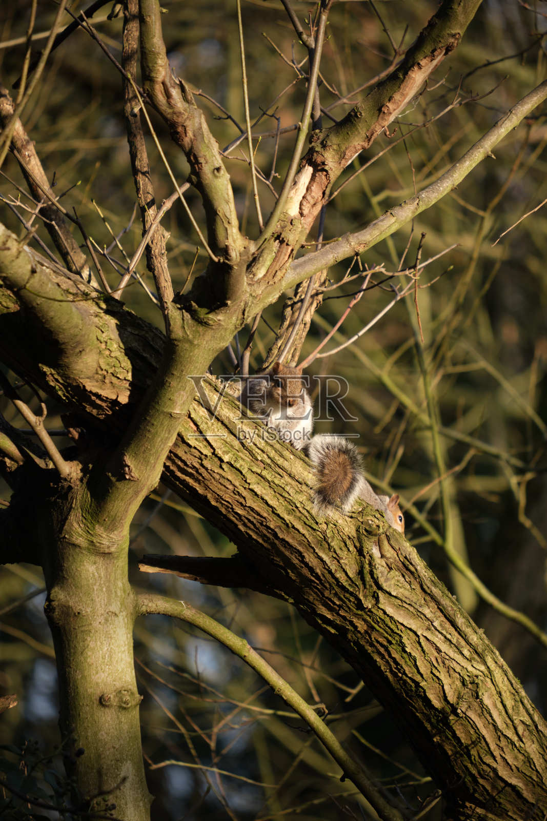 树林里的松鼠。照片摄影图片