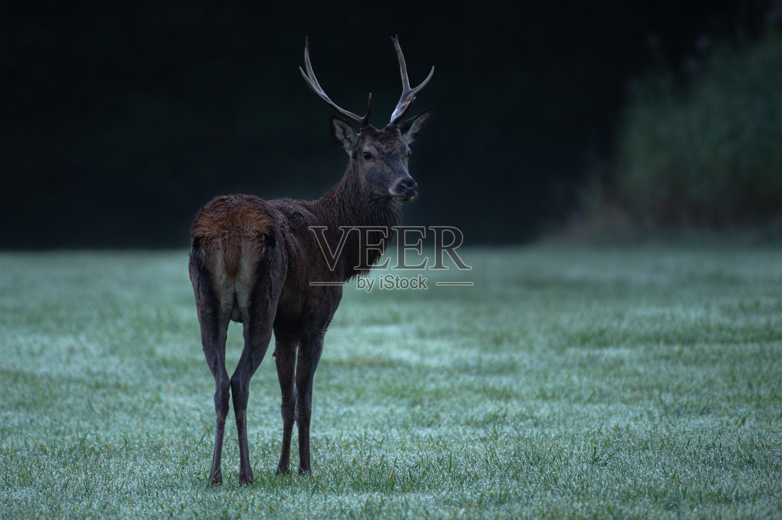 年轻的鹿照片摄影图片