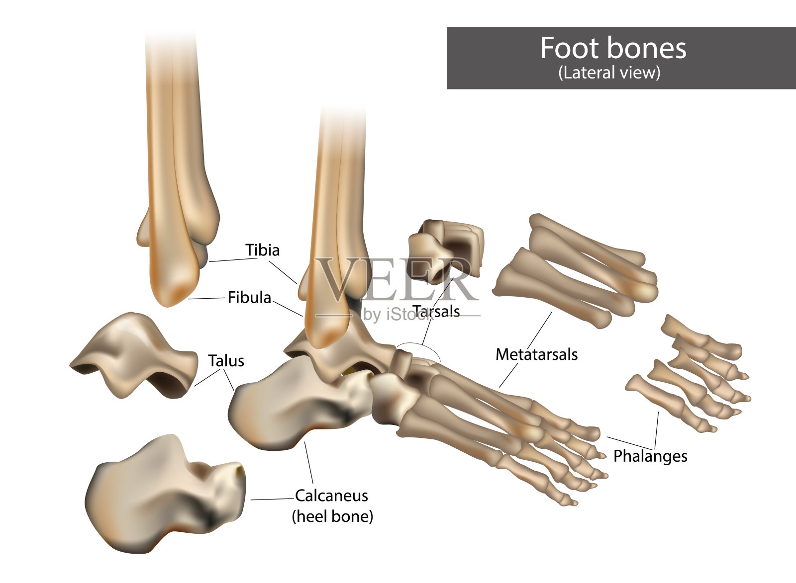 人体足部骨骼的解剖结构。插画图片素材