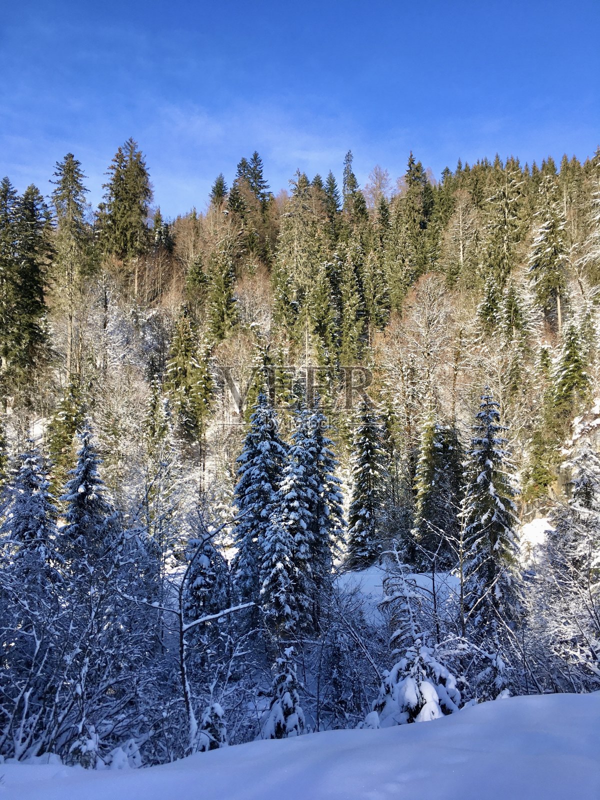 冬天冰雪覆盖的巴伐利亚森林照片摄影图片