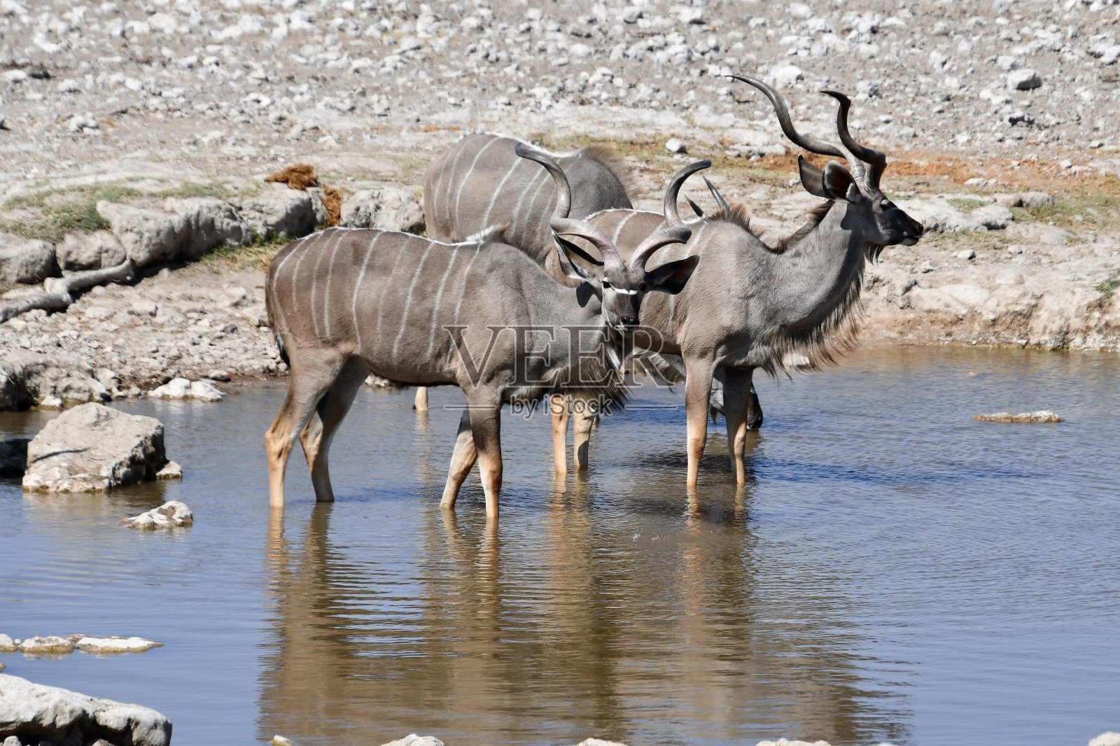 大kudus站在水坑里照片摄影图片