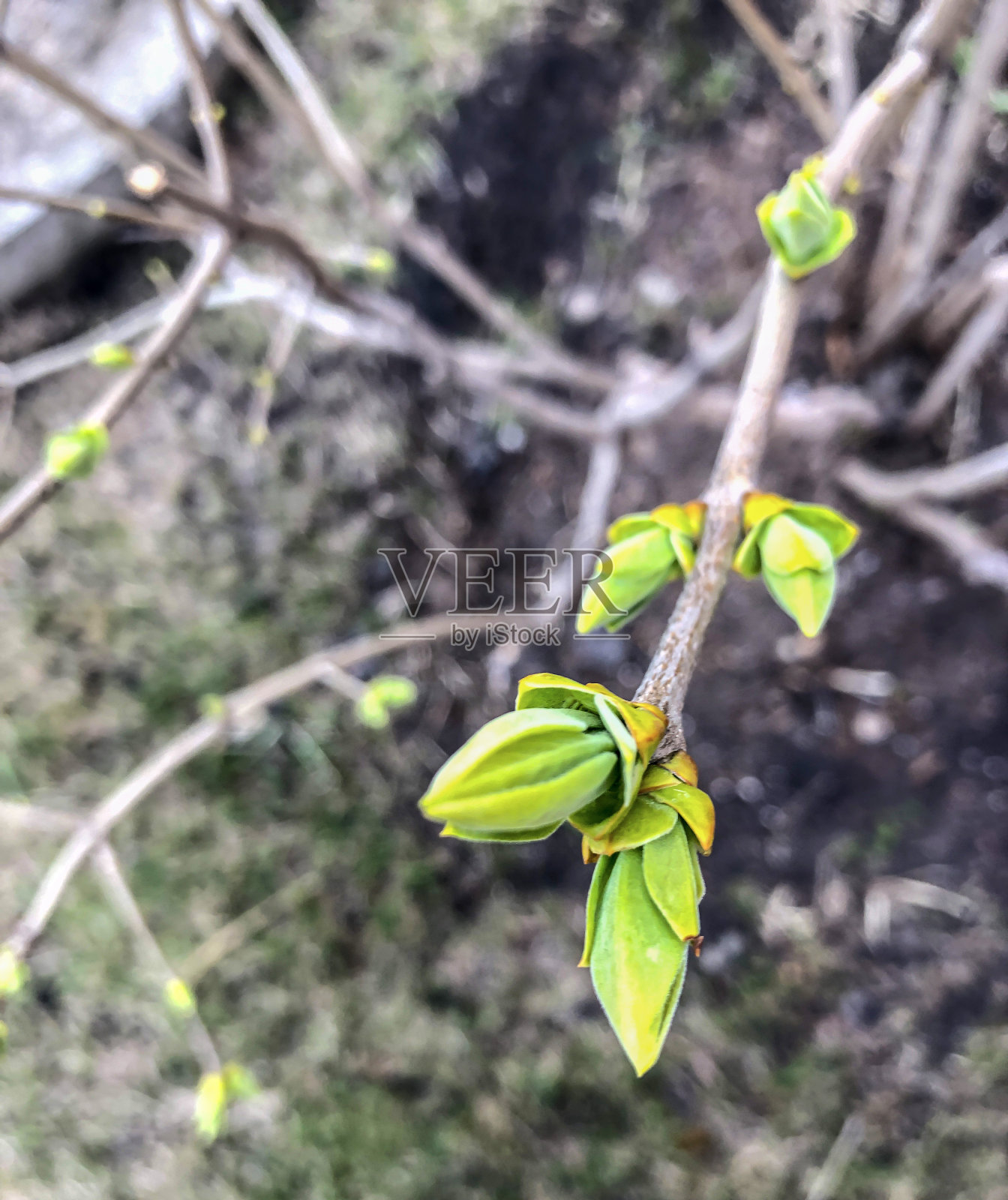 早春时节，花园里苹果树的枝头上开满了嫩叶照片摄影图片