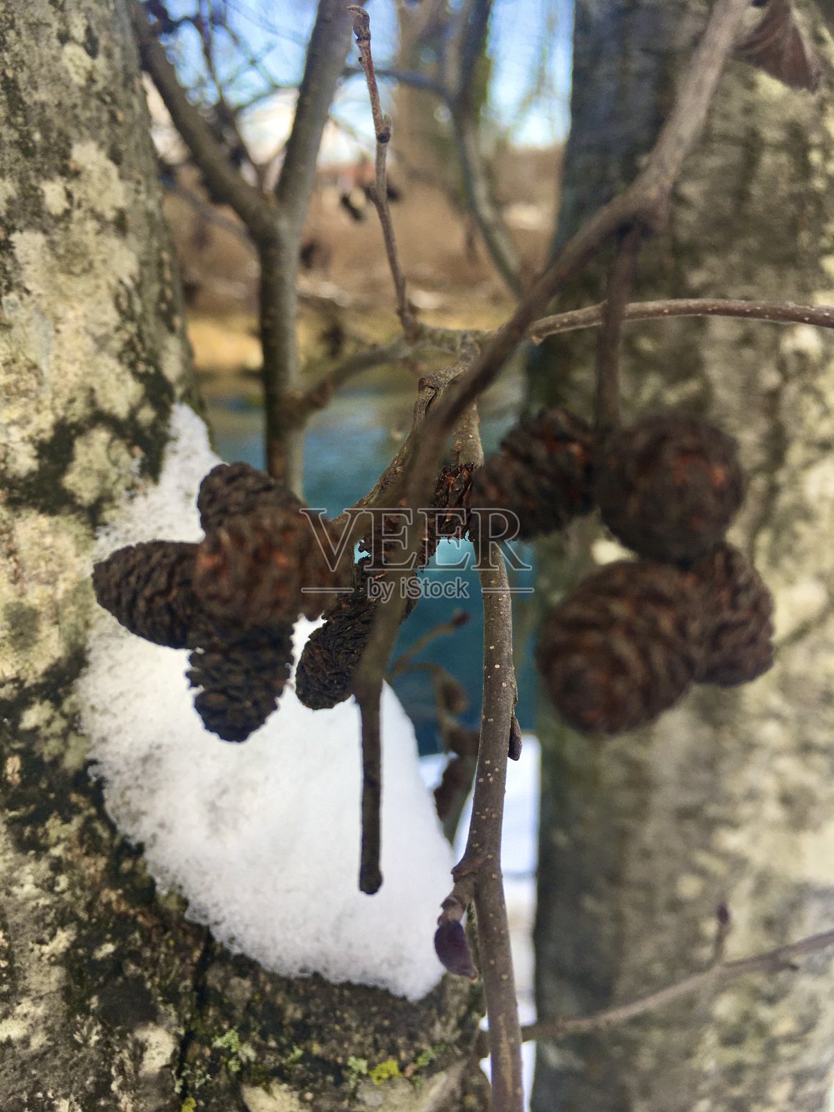 冬天巴伐利亚州雪地下的红色浆果和植物。照片摄影图片
