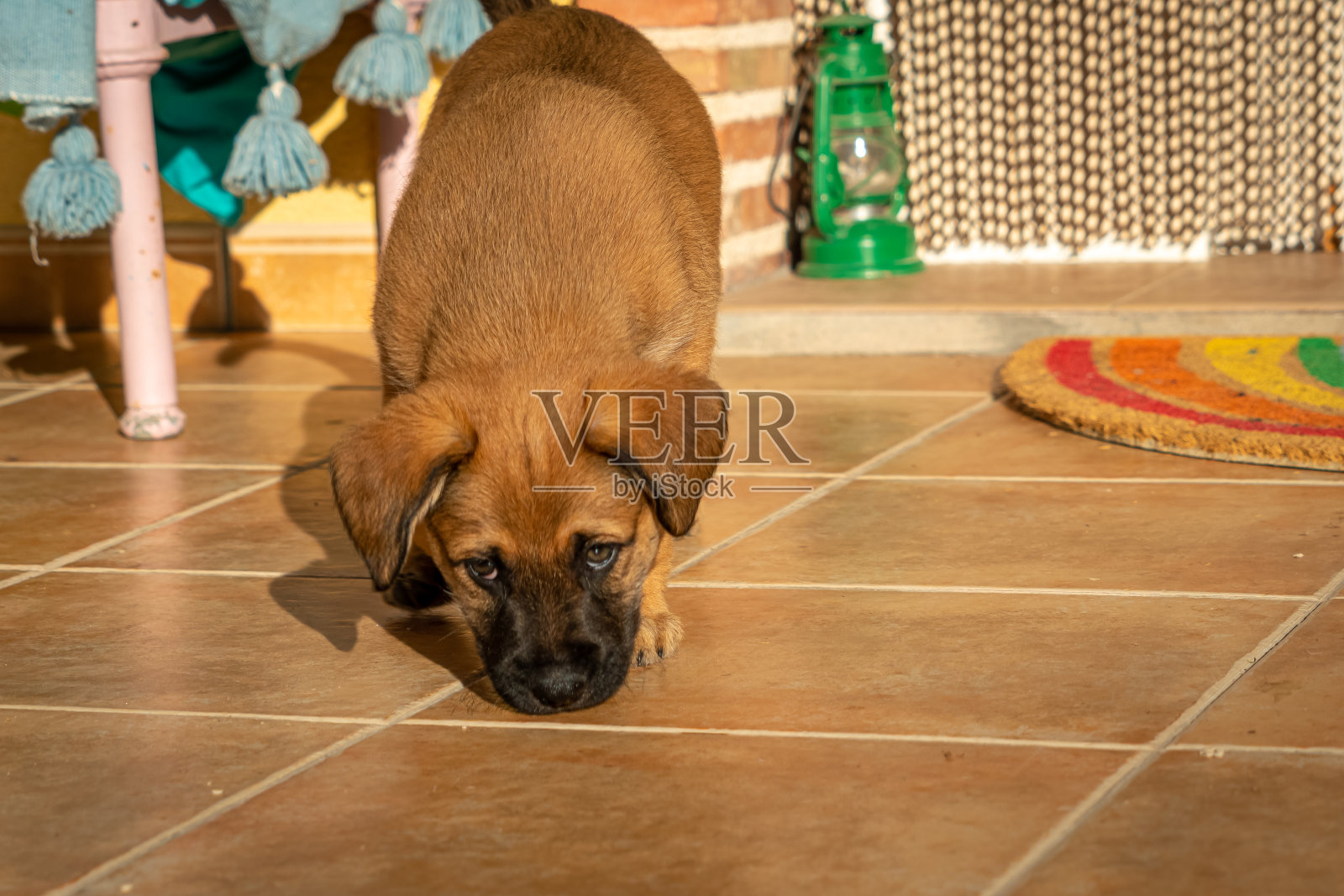 漂亮的棕褐色小狗嗅着地面照片摄影图片