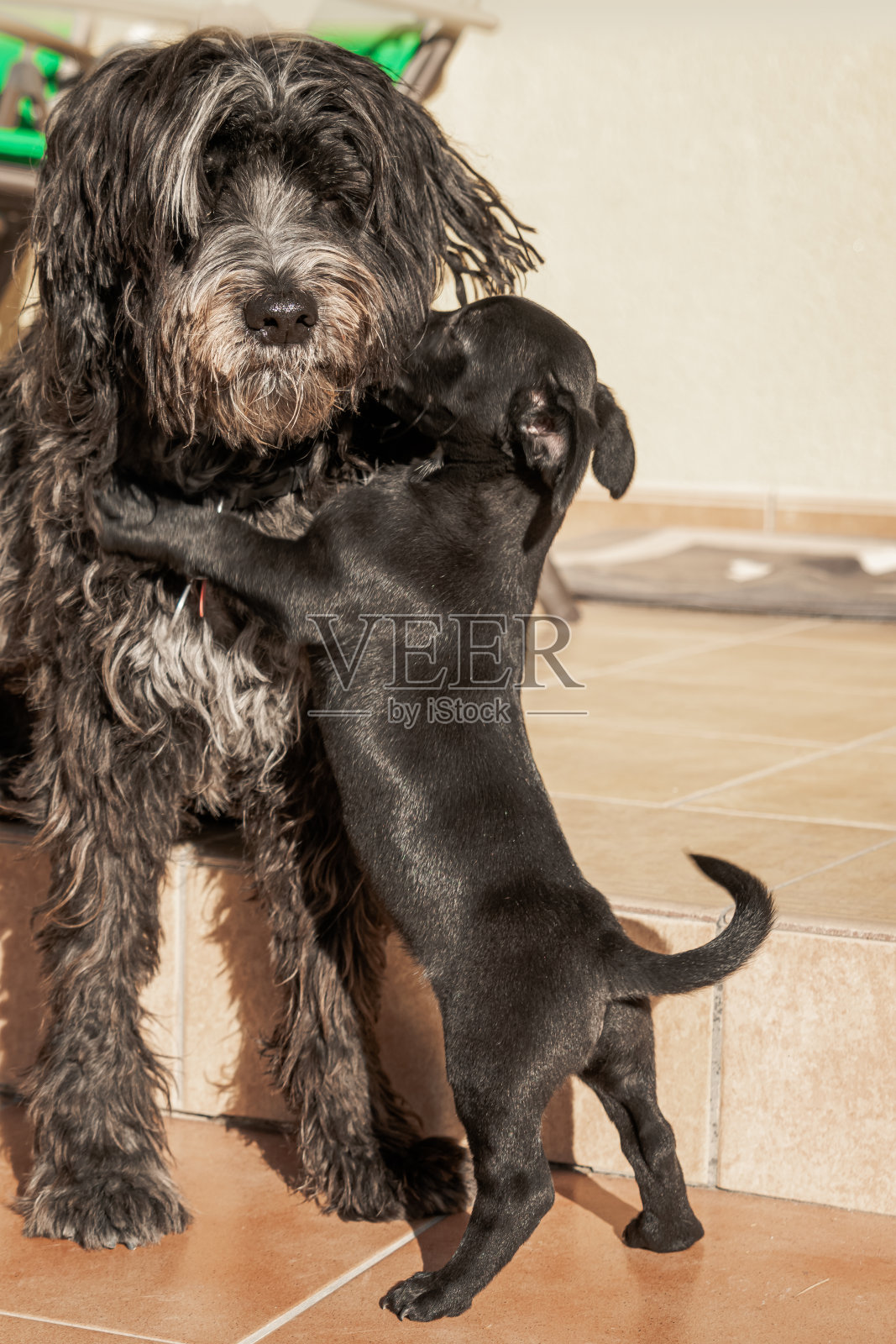 一只大狗和另一只小狗在玩耍时互相拥抱照片摄影图片