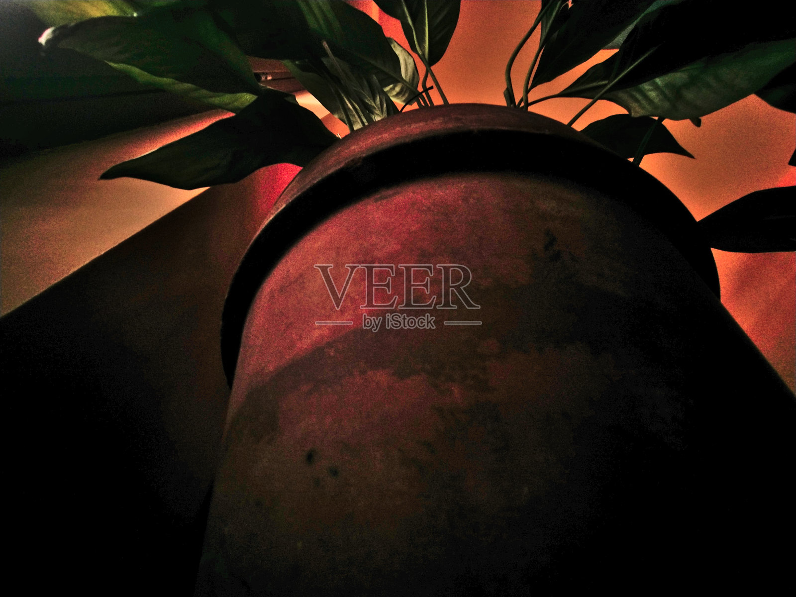 静物绿皮塔低调的展示照片摄影图片