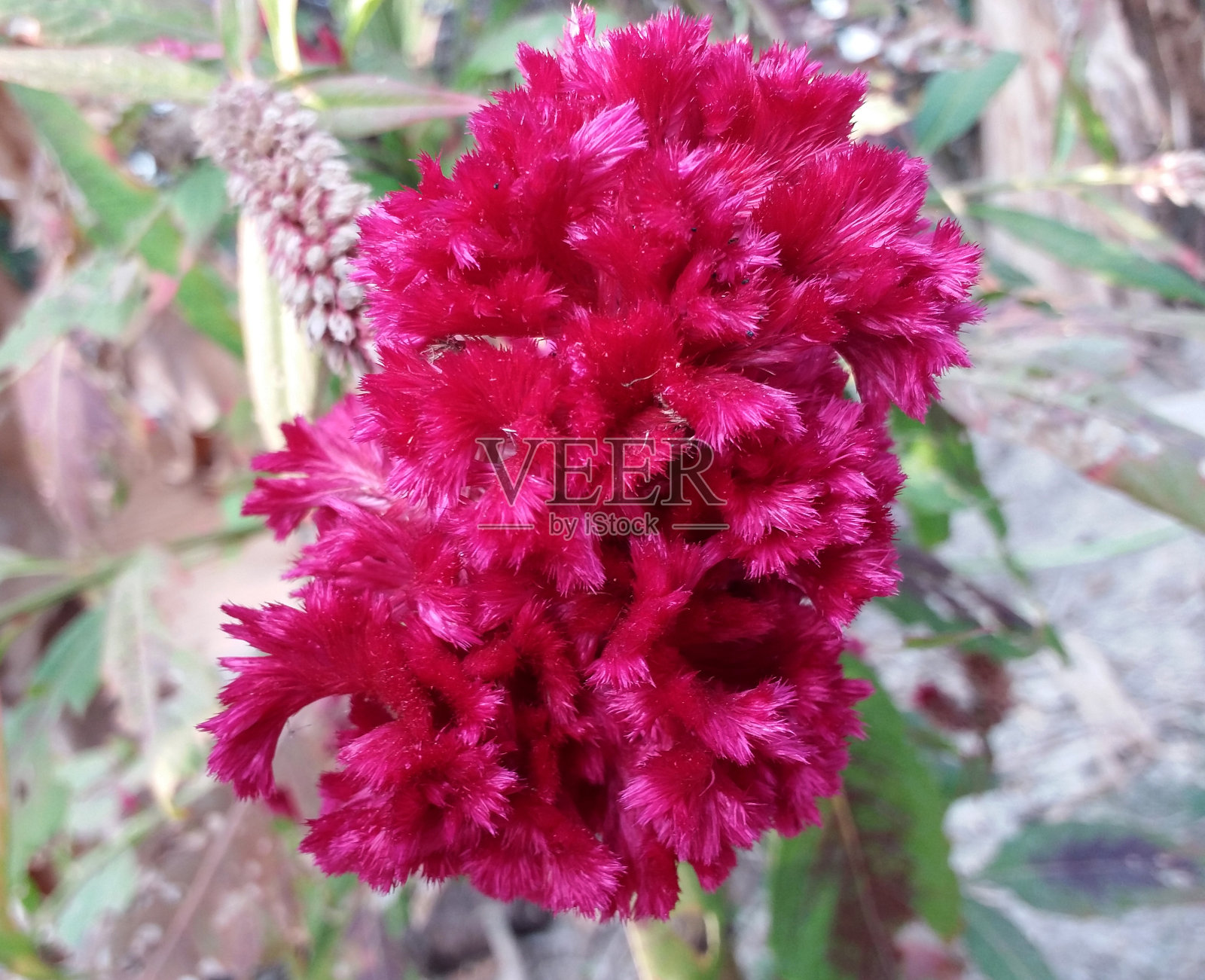 粉红色的鸡冠花照片摄影图片