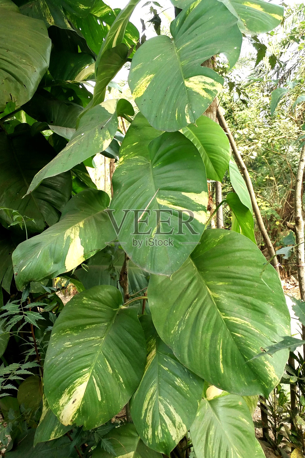 一棵瑞士奶酪树照片摄影图片