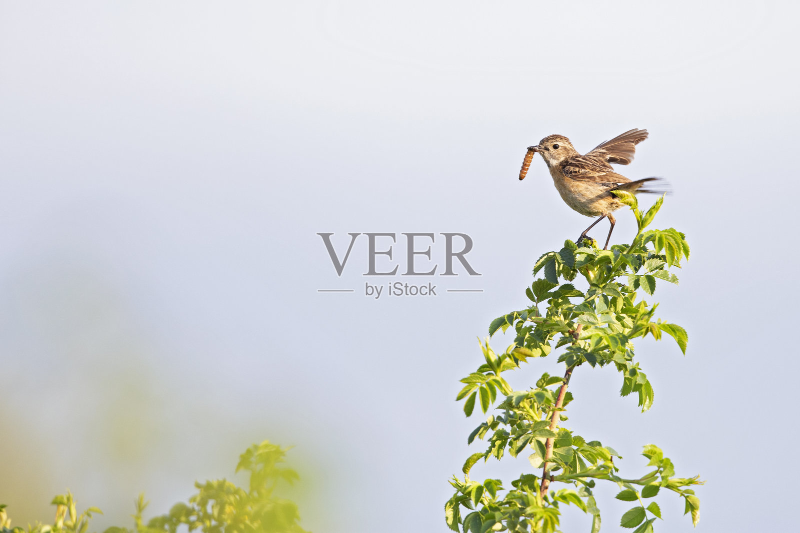 一只成年雌欧洲石雀栖息在一棵树上，为它的幼崽提供食物。照片摄影图片