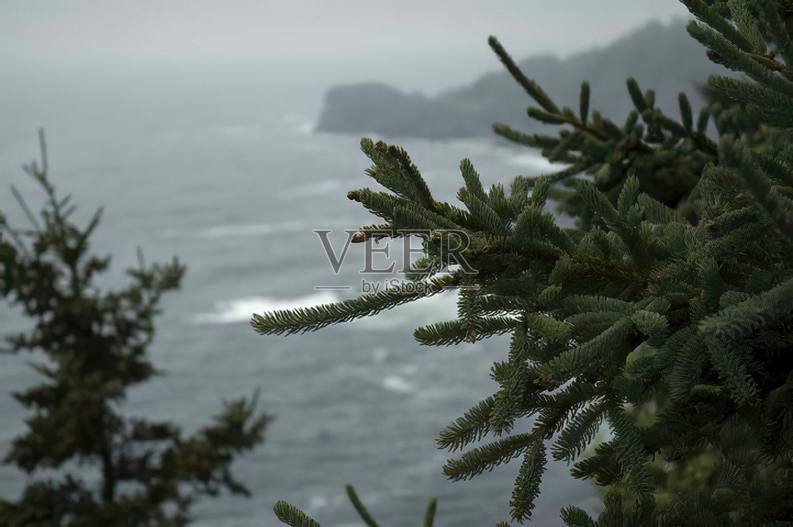 缅因州门海根松树悬崖照片摄影图片