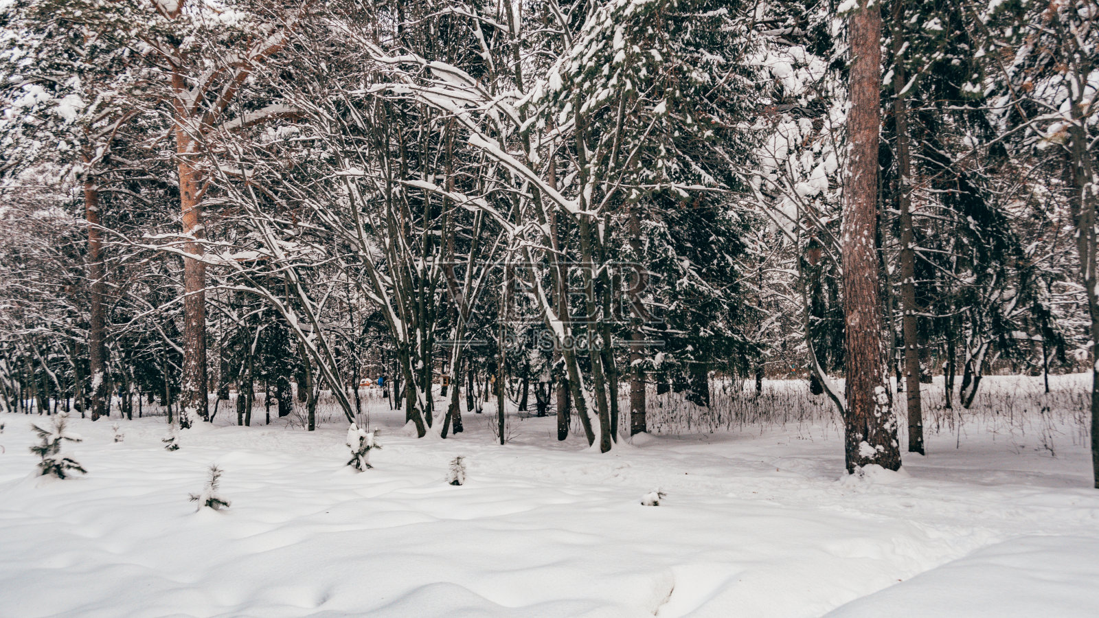 冬天的风景。山坡上的森林被冰雪覆盖着。西伯利亚天气寒冷。照片摄影图片