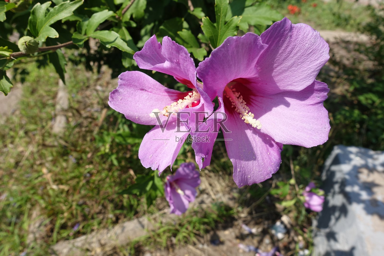 8月中旬粉红木槿的花照片摄影图片